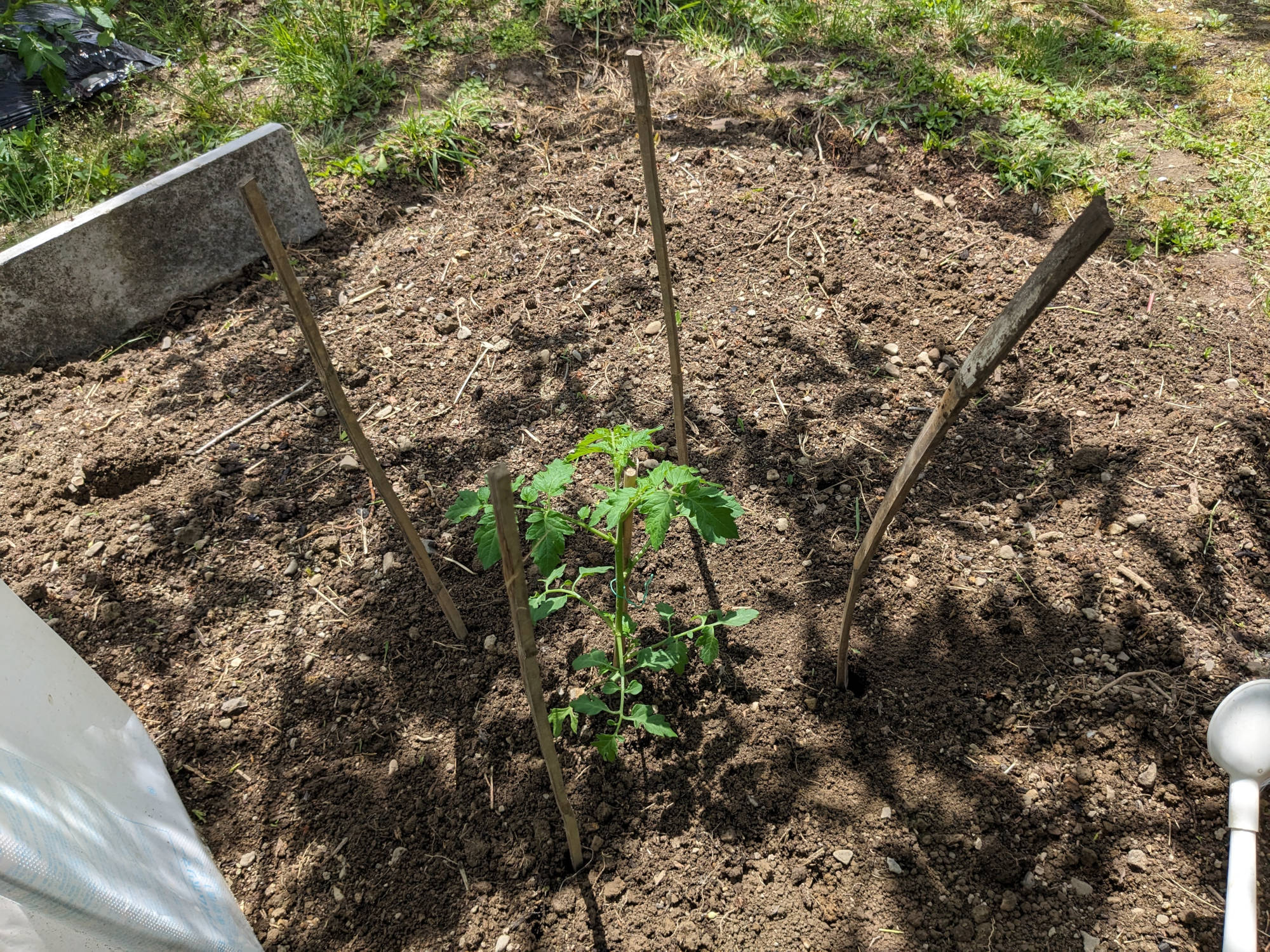 トマト苗の周りに棒を立てる