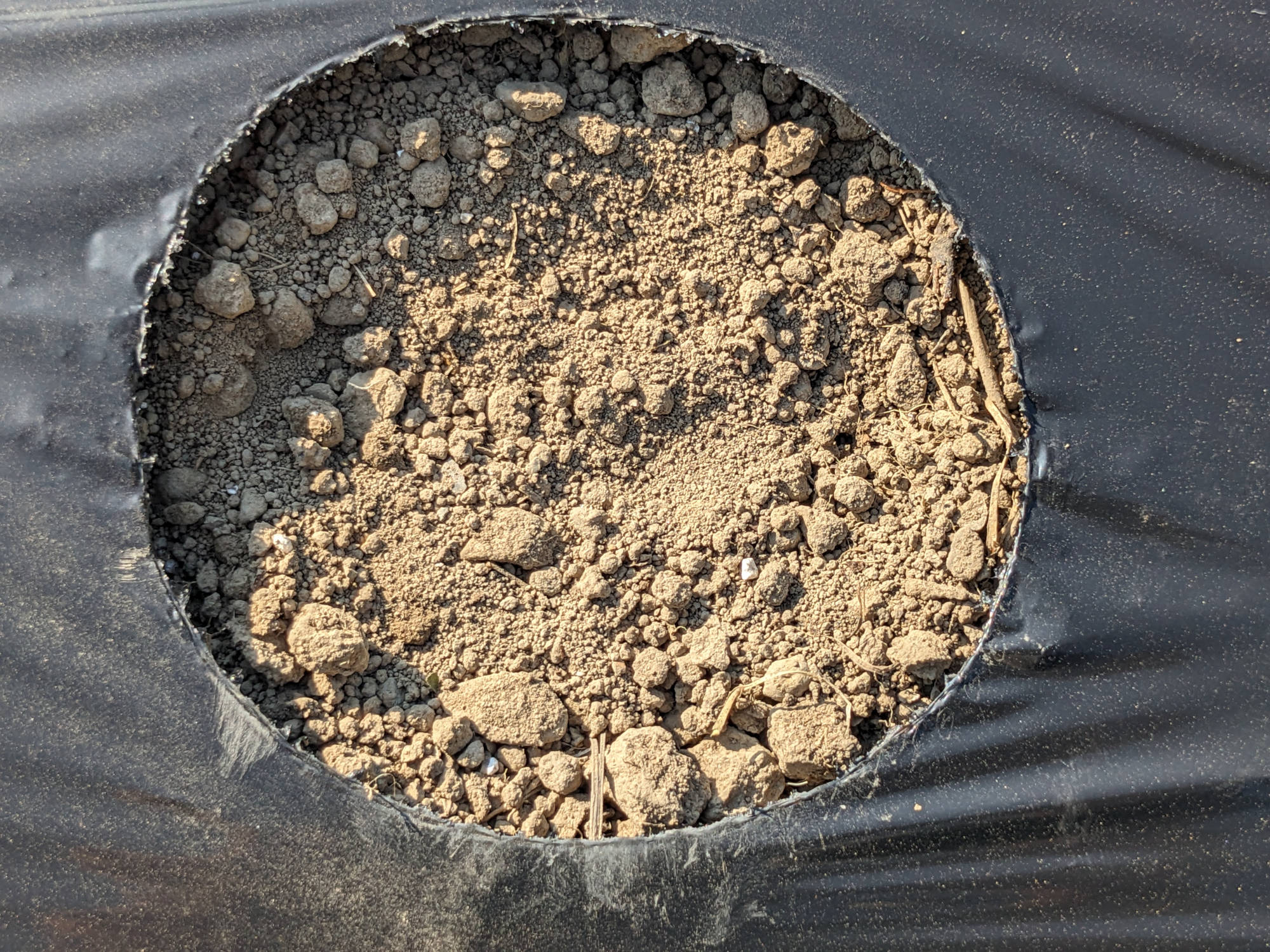 黒マルチにあけた穴