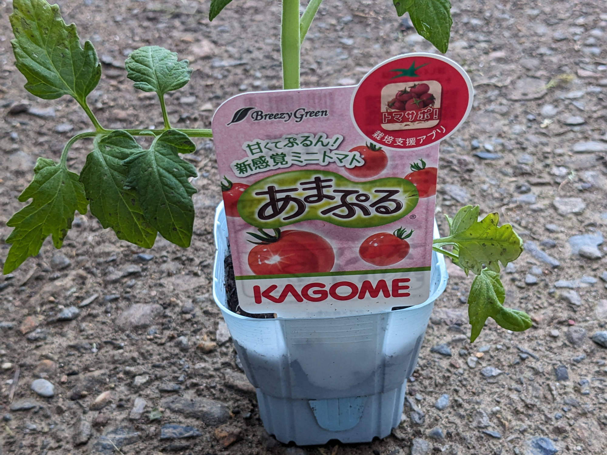 トマト苗のパネル