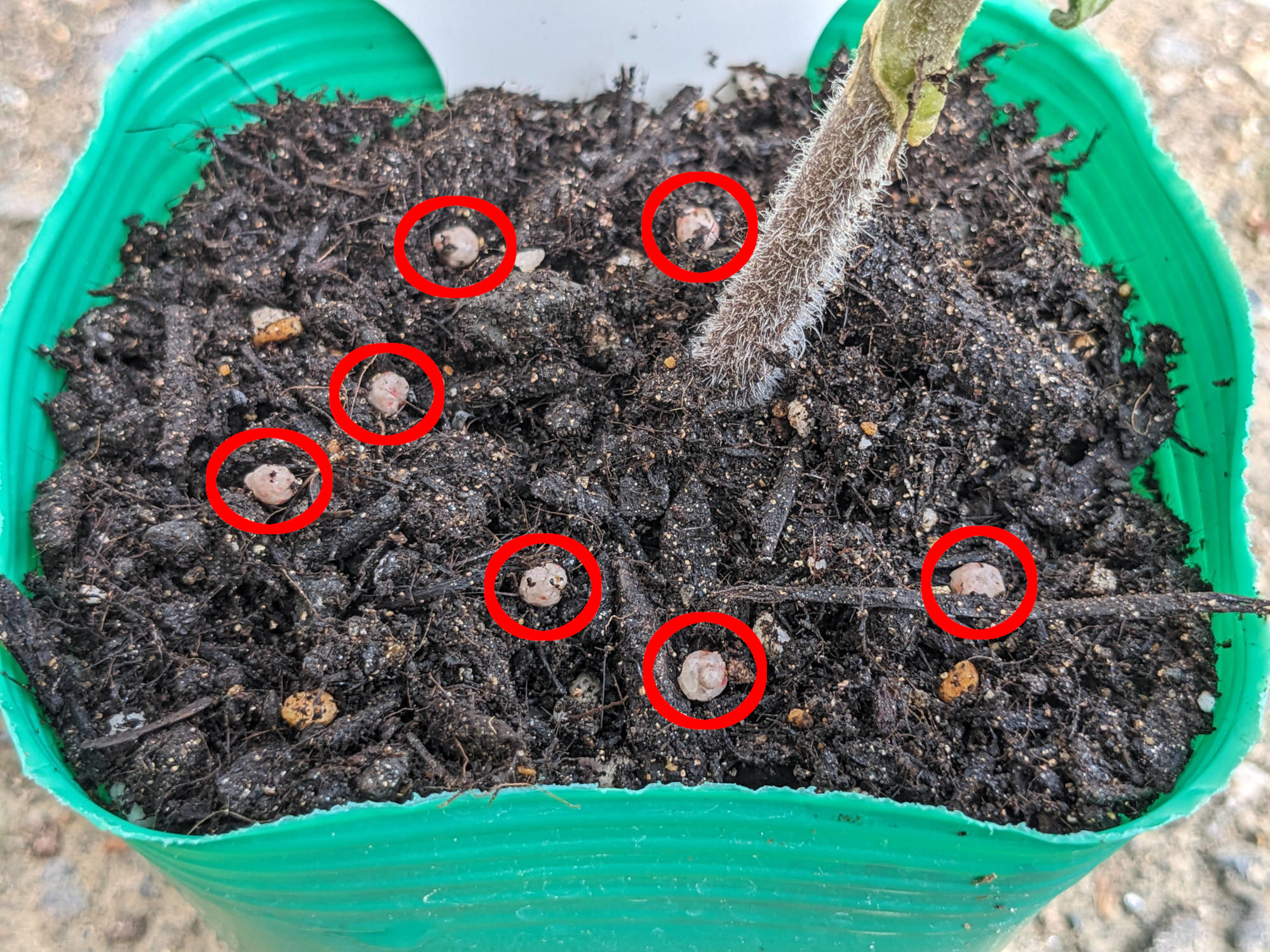 化成肥料を与えたトマト苗