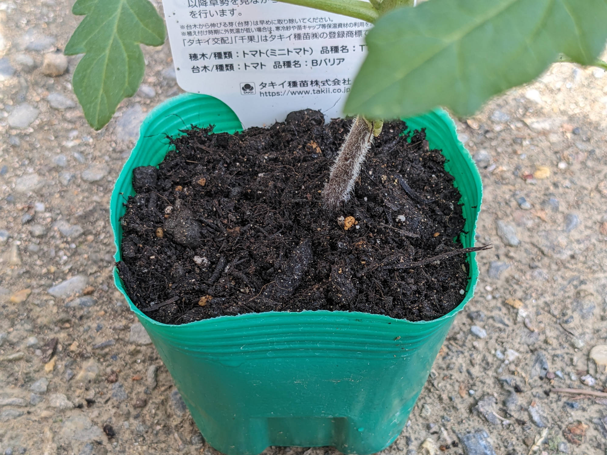 化成肥料に土を被せる