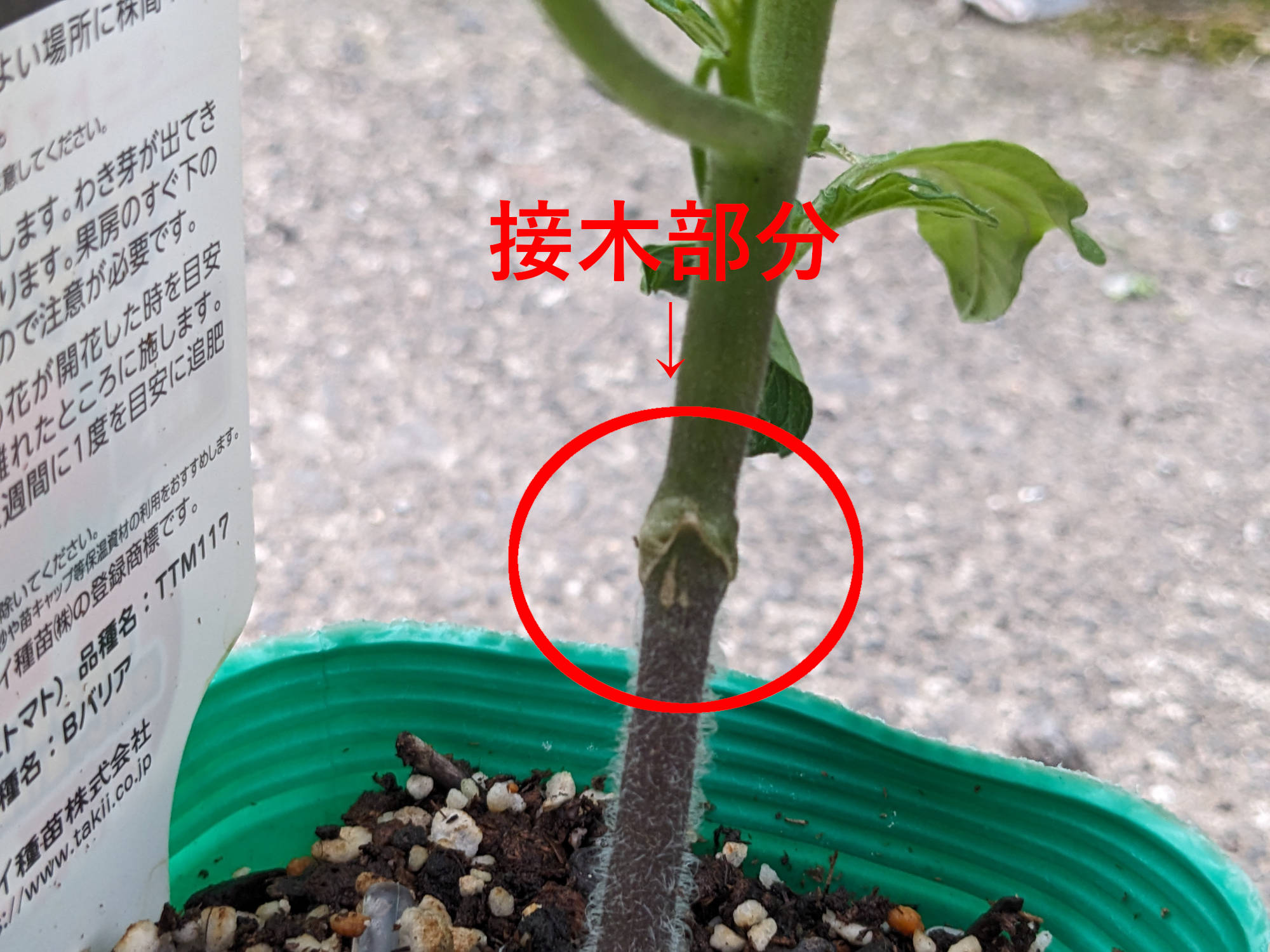 トマト苗の接木部分