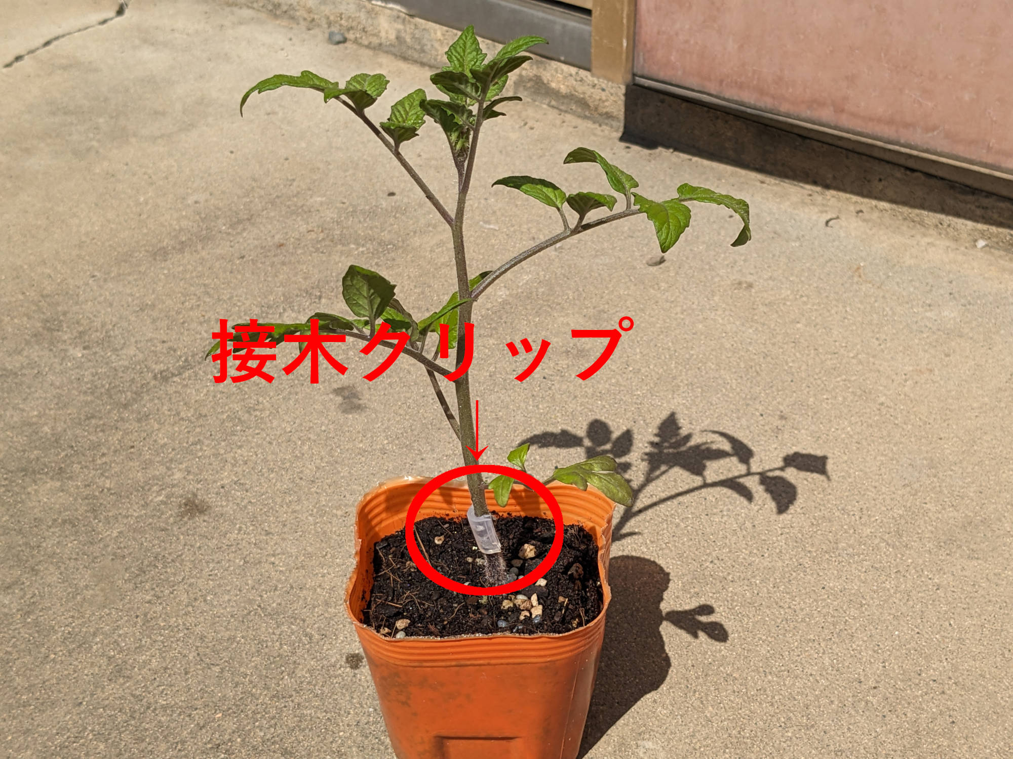 トマトの接木クリップ