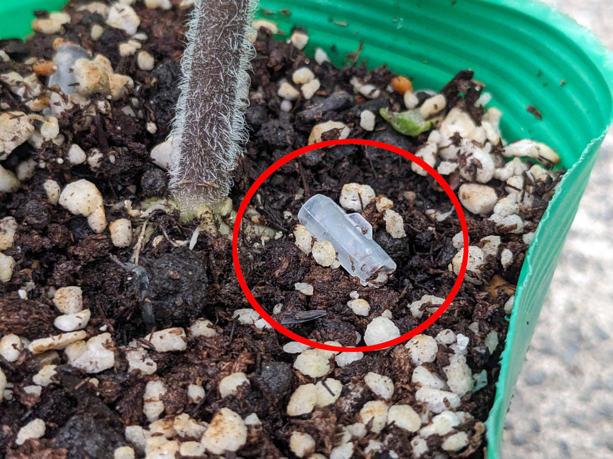 外れた接木クリップ