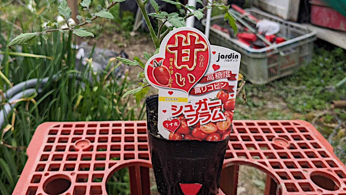 極甘!高糖度ミニトマト「シュガープラム」を購入しました!