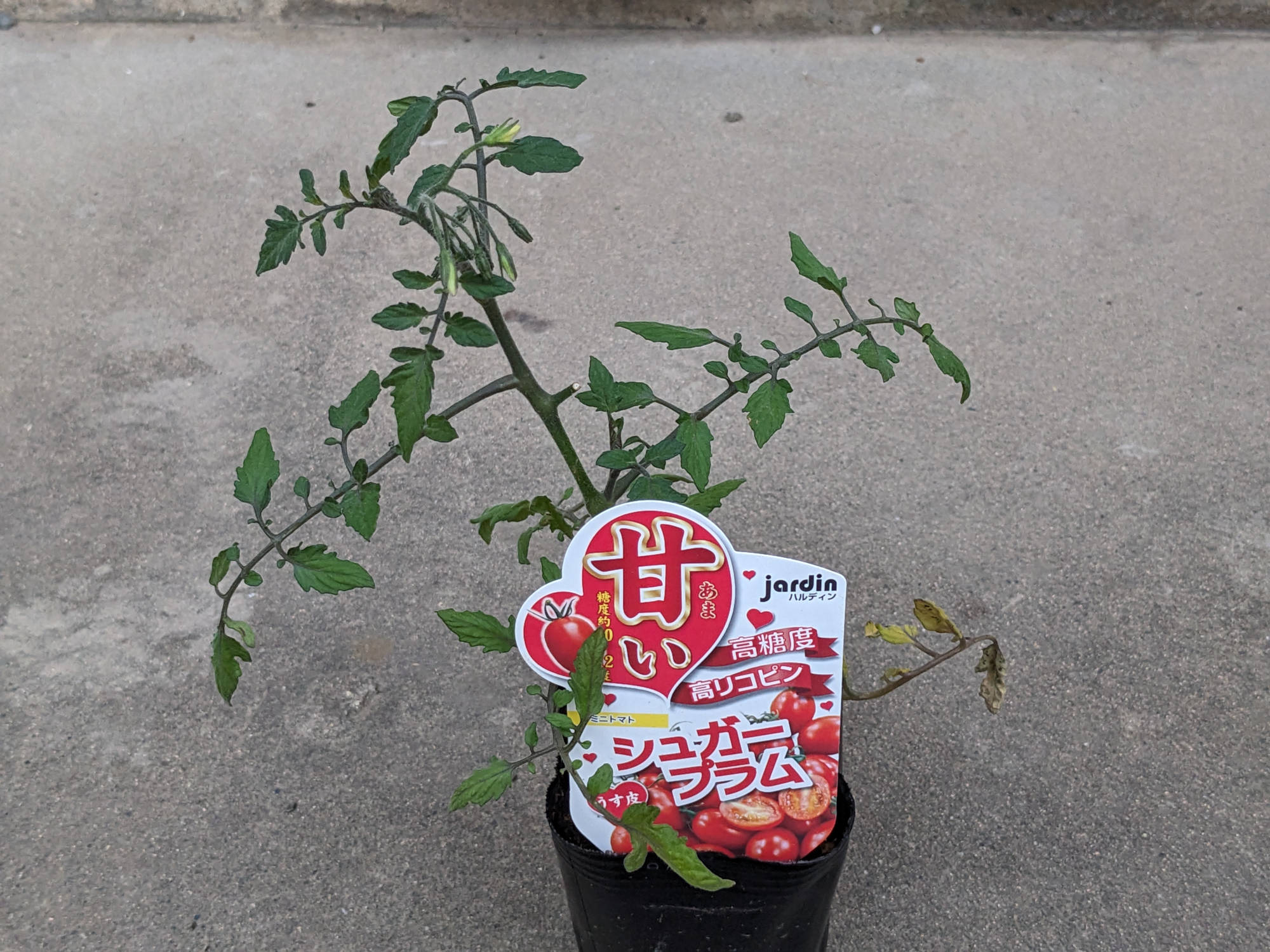 シュガープラムの苗