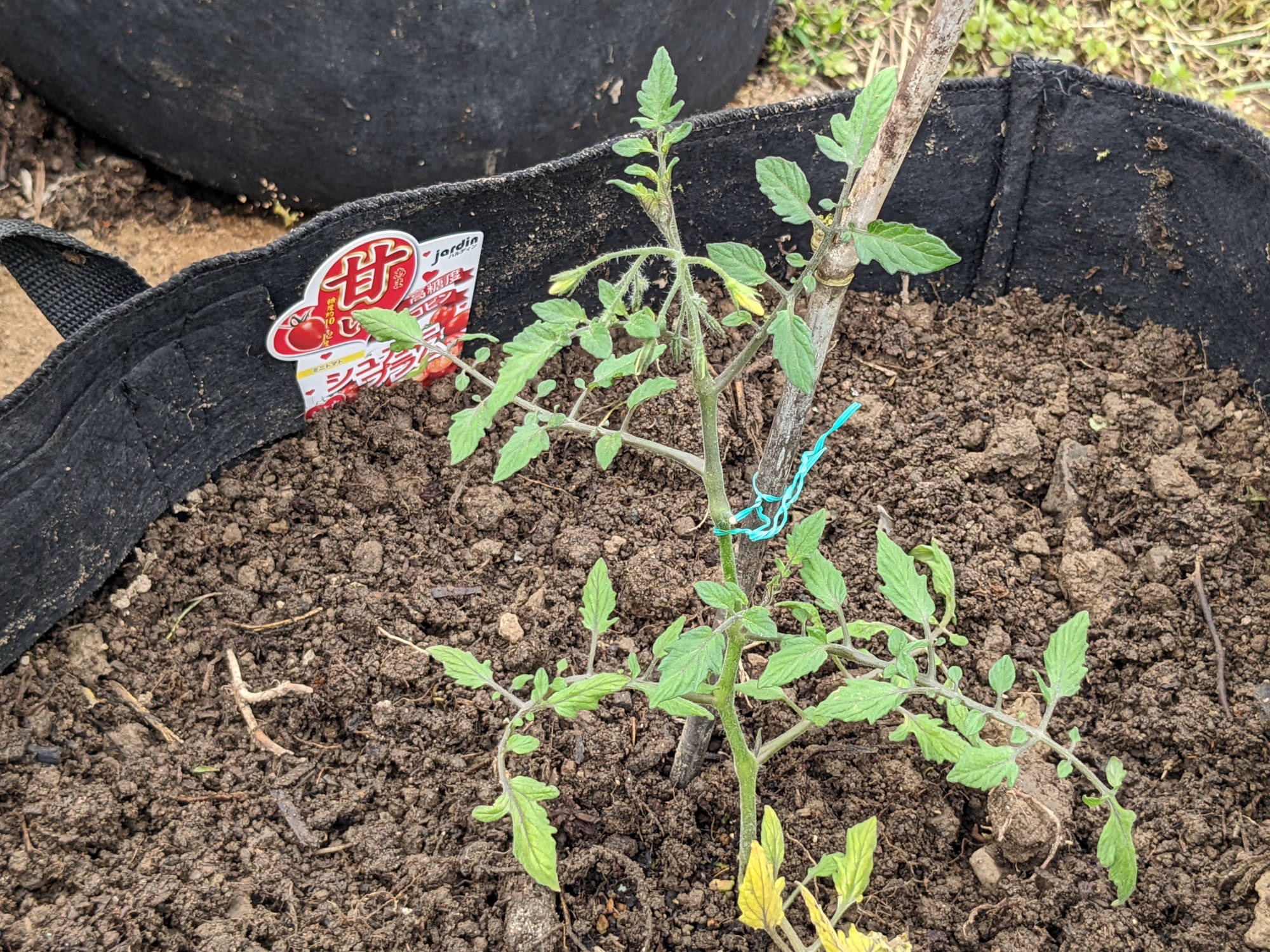 シュガープラムの苗をポットに定植