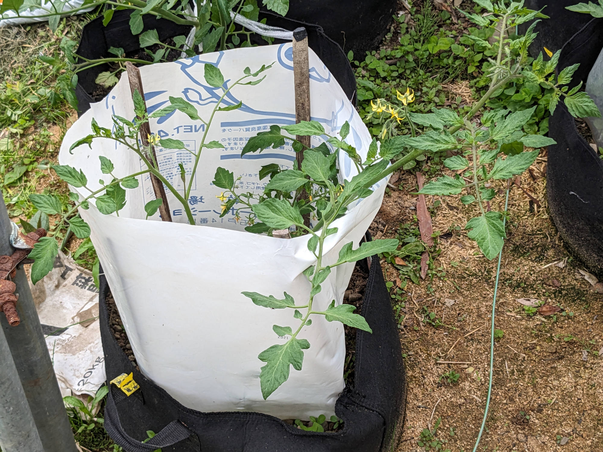 定植20日後の苗