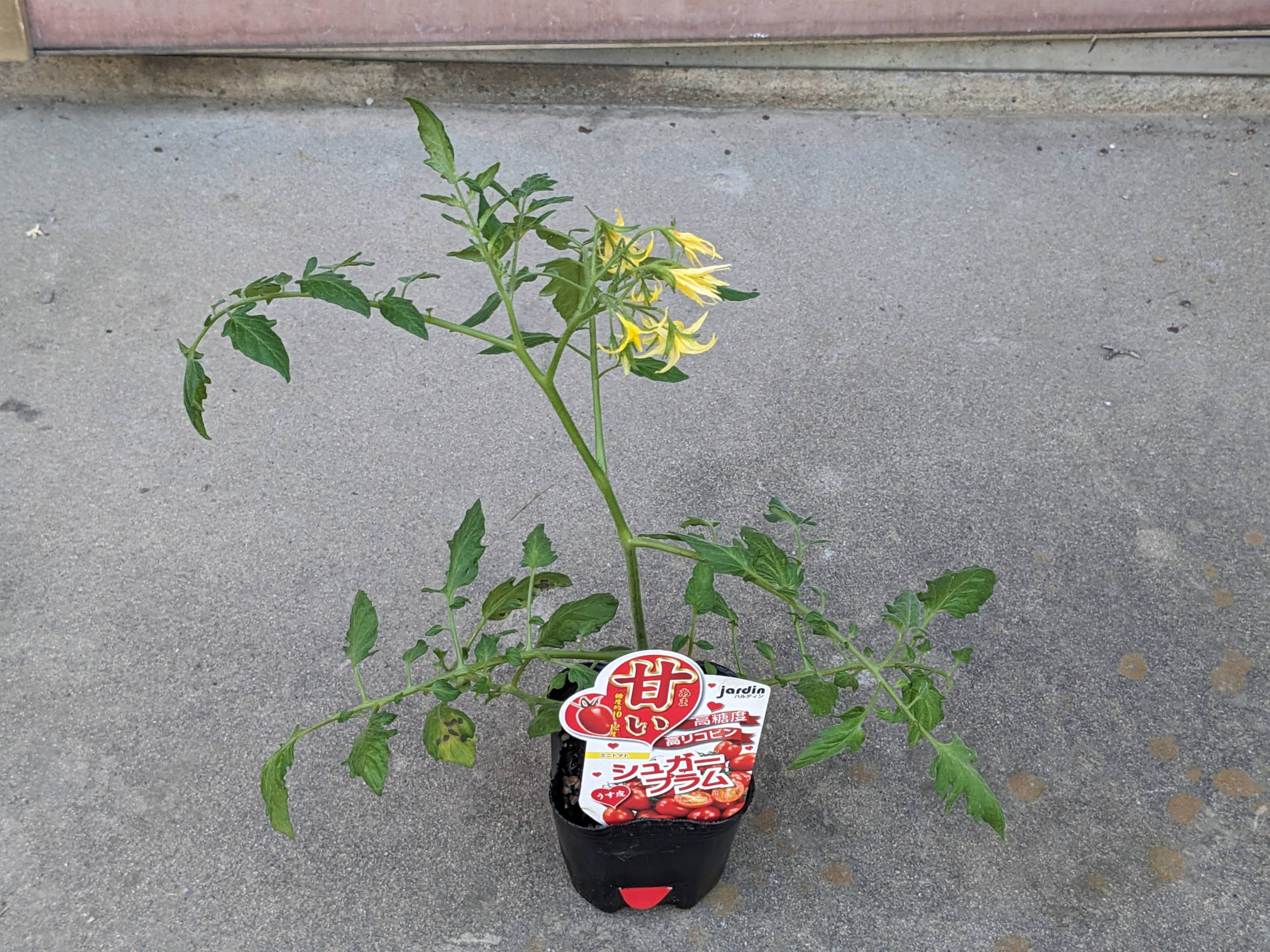 シュガープラムの苗