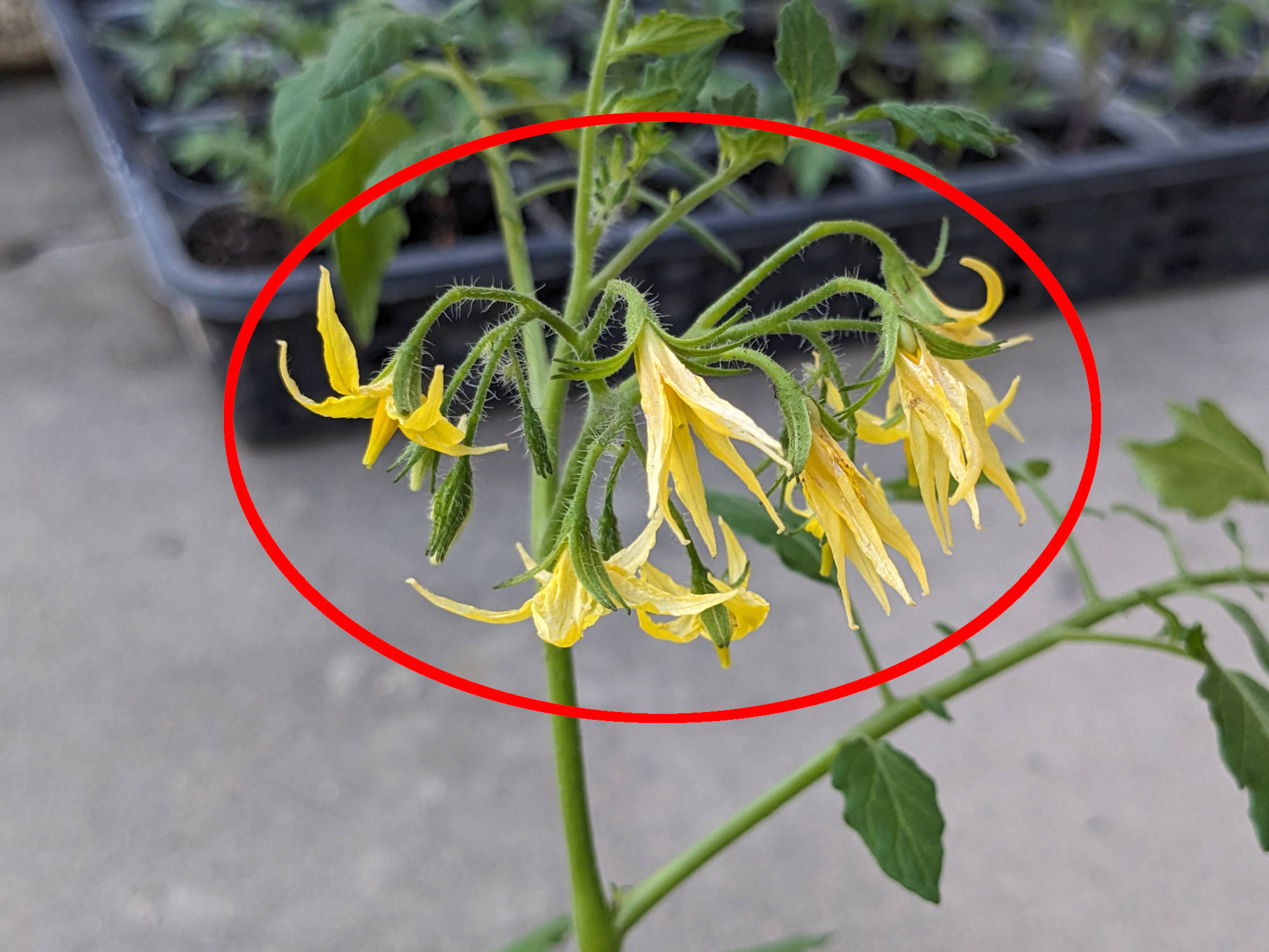 シュガープラムの花