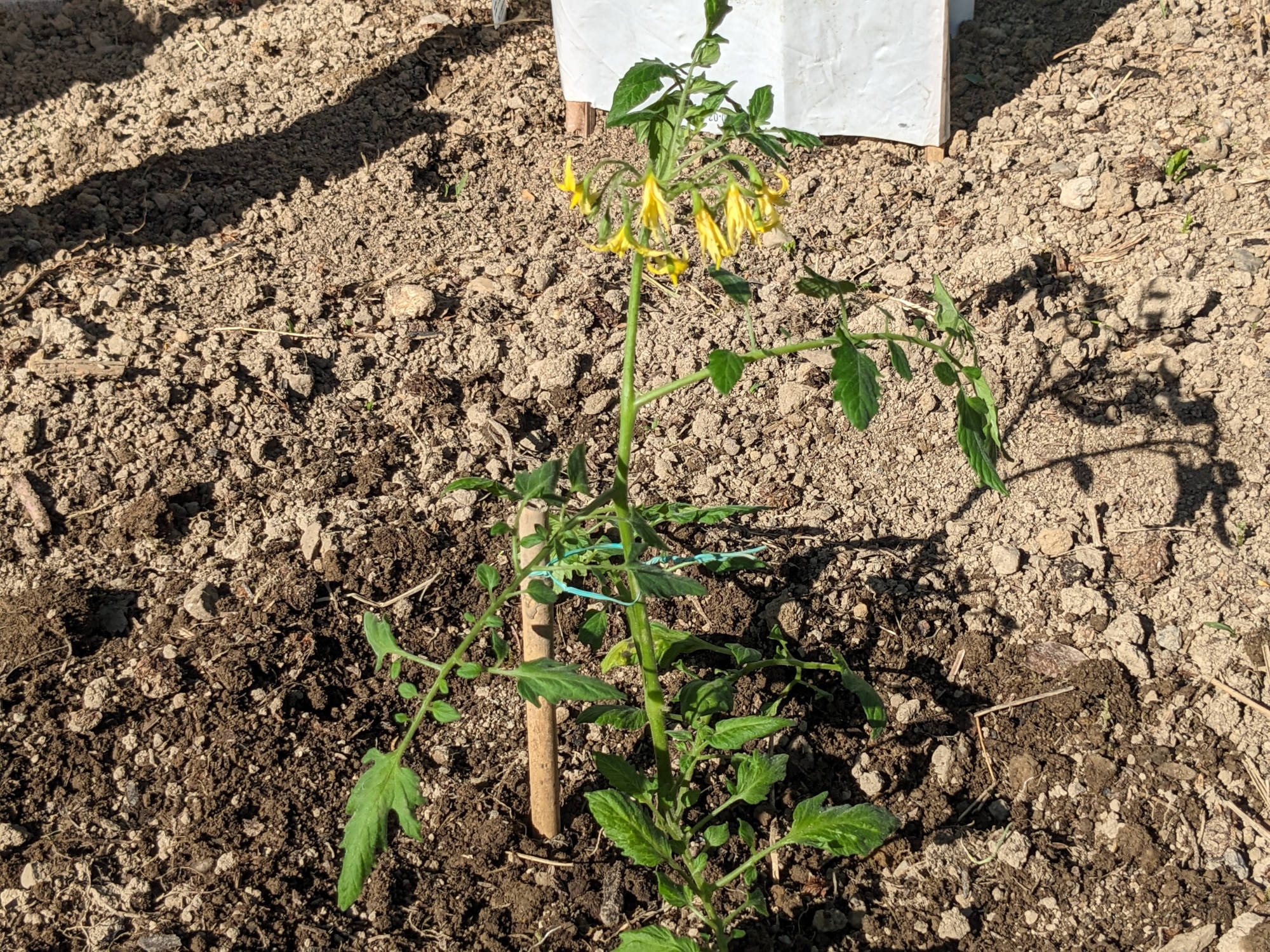 シュガープラムの苗を畑に定植