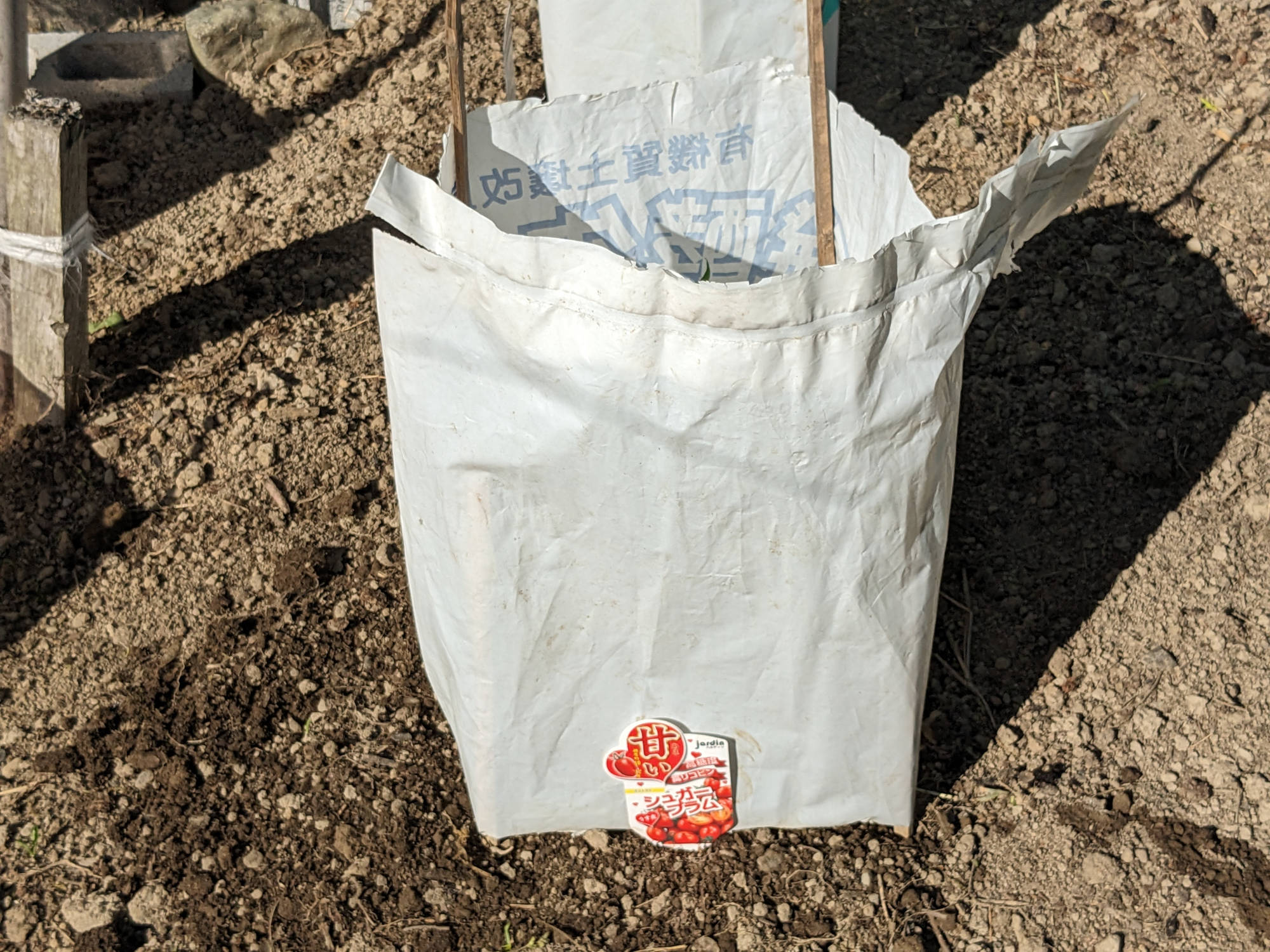 苗の周りに風よけ