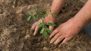 トマトの苗を定植する（植え替える）方法を紹介
