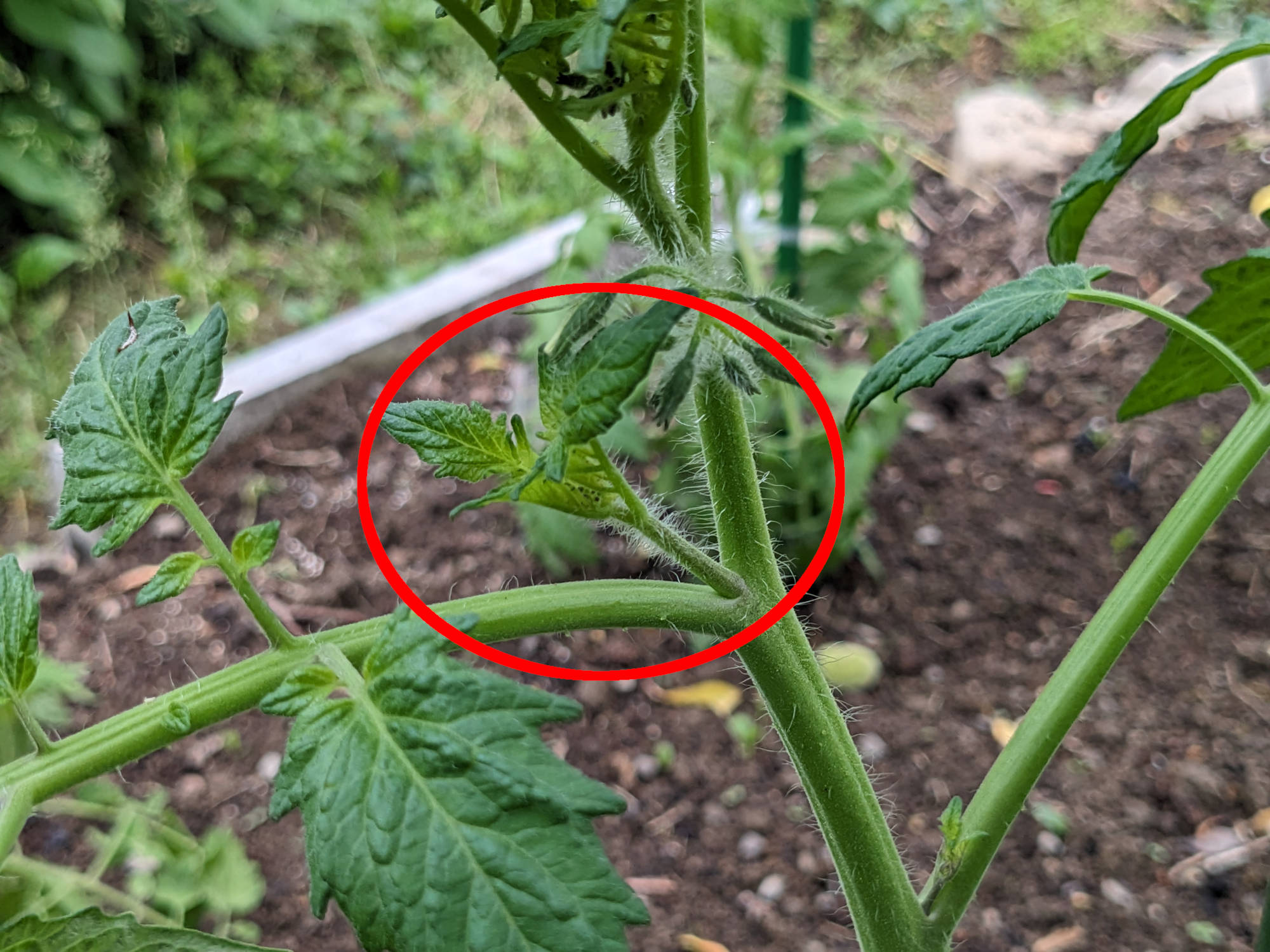 トマトの挿し芽