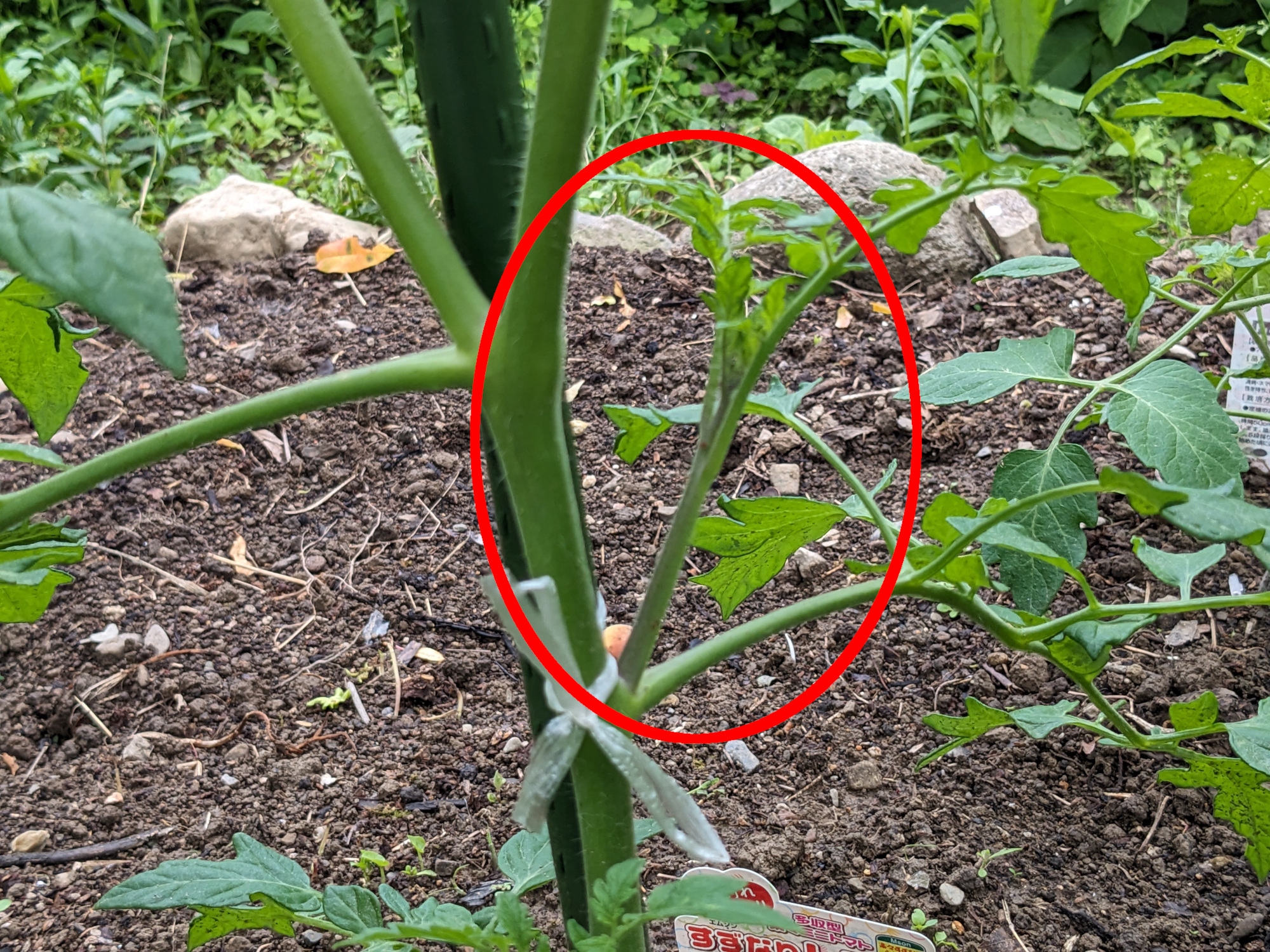 トマトの挿し芽
