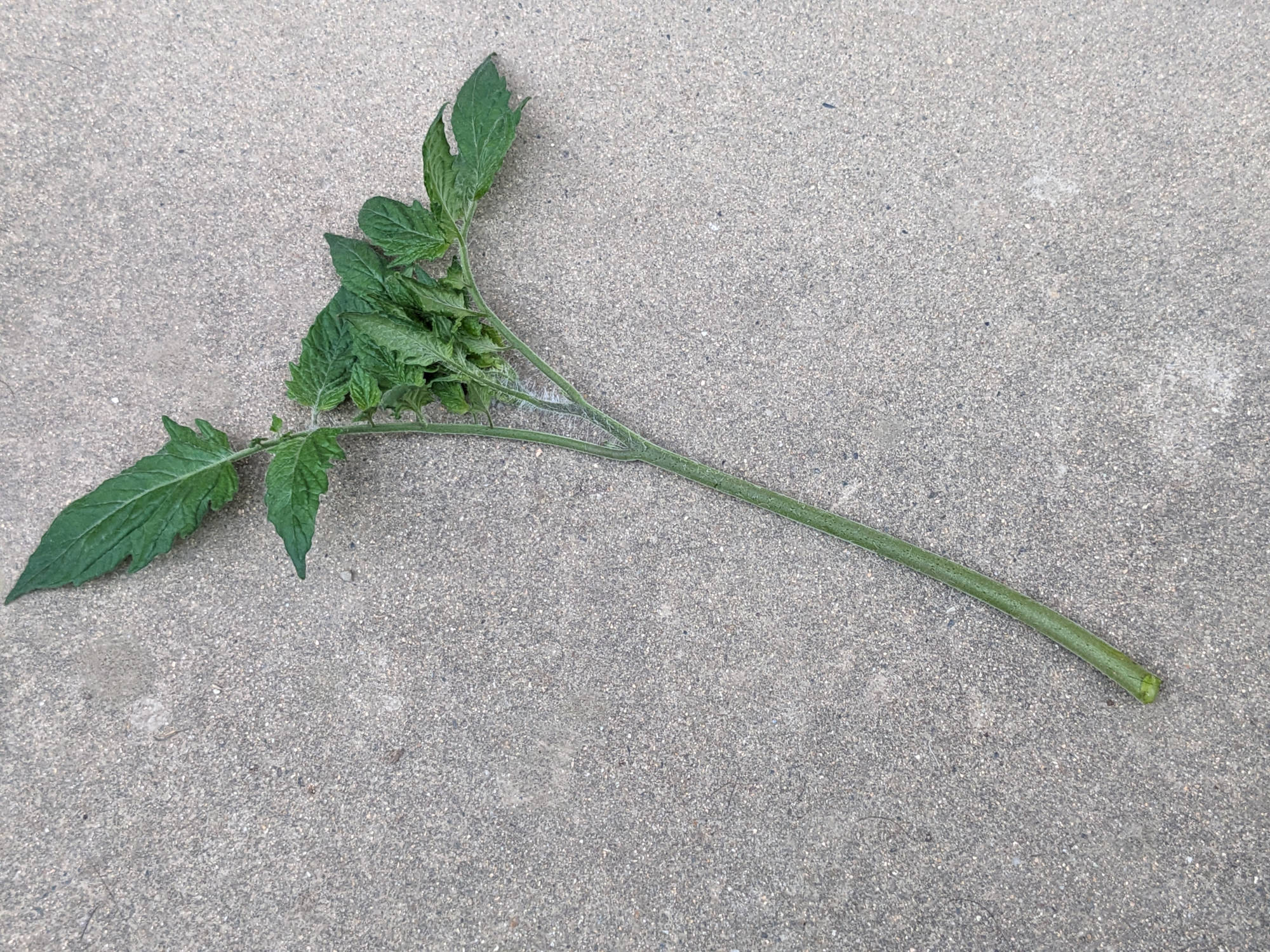 切り取ったトマトの脇芽