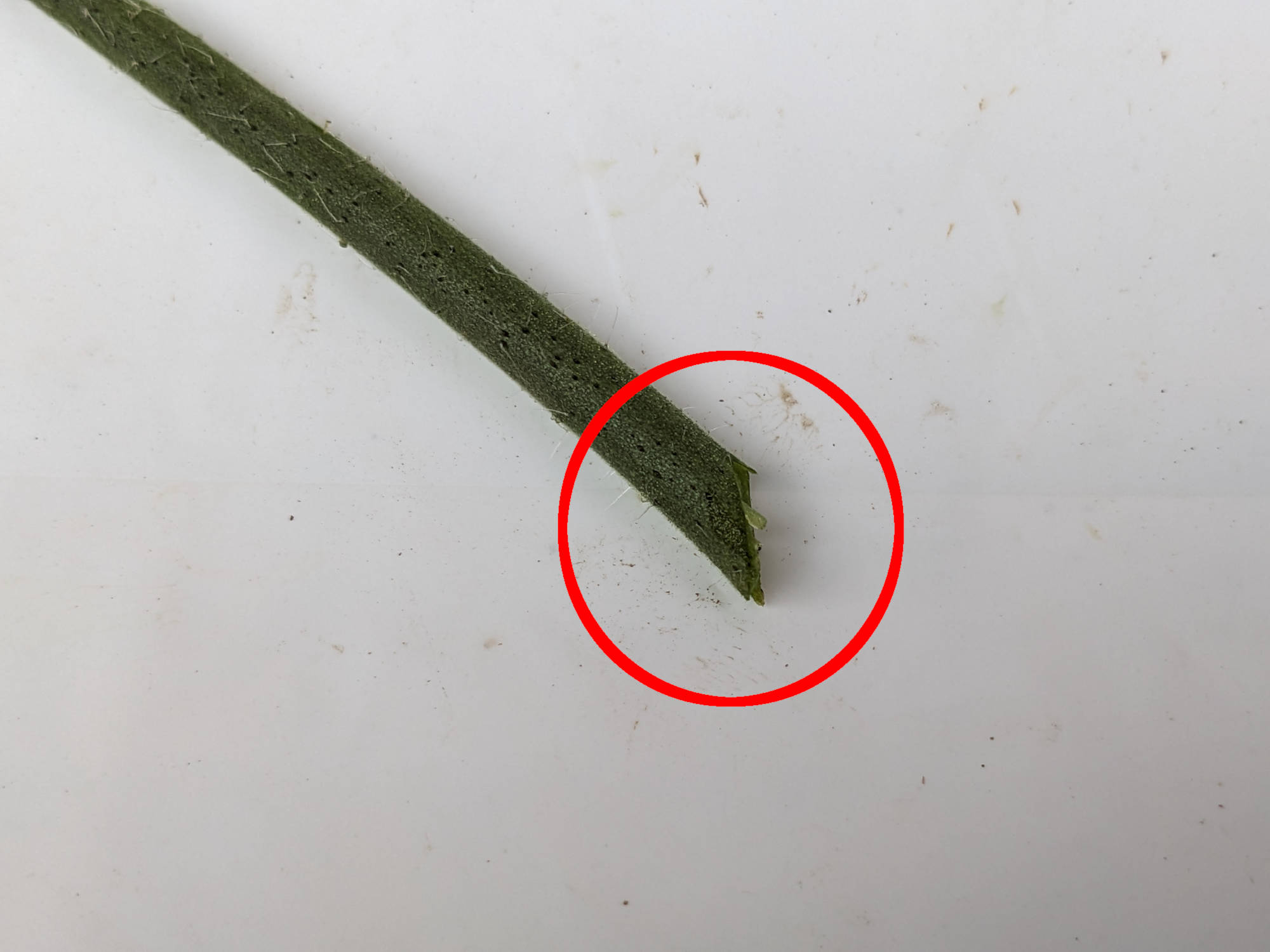 脇芽の先を斜めに切る