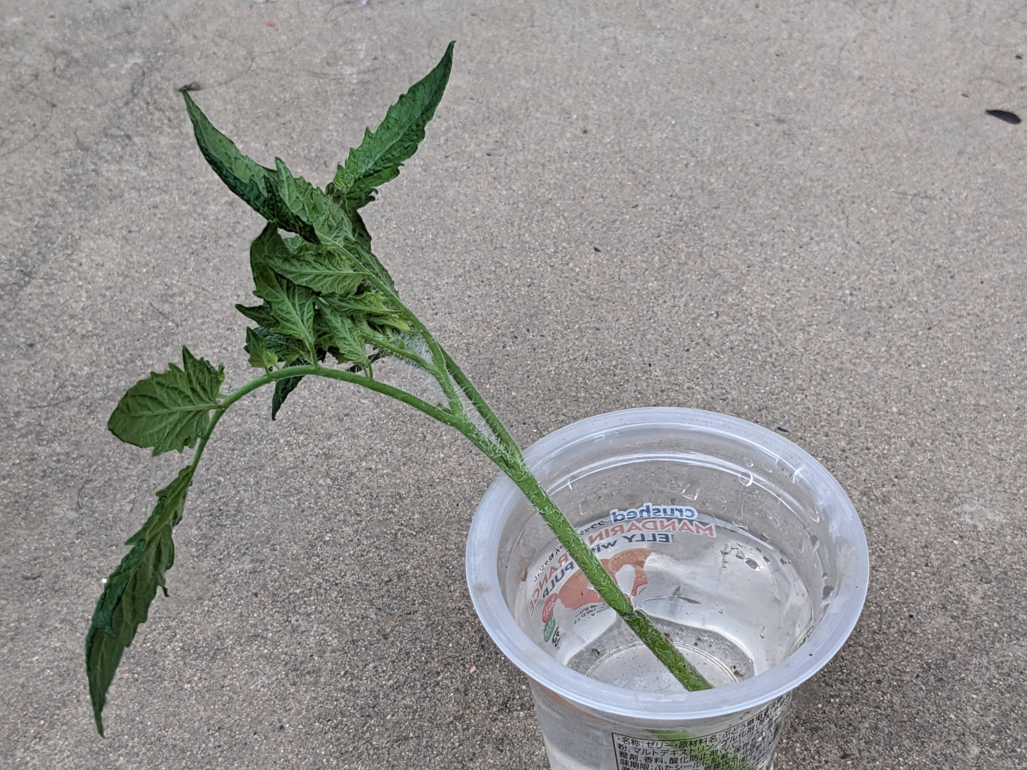 トマトの脇芽を水に浸す