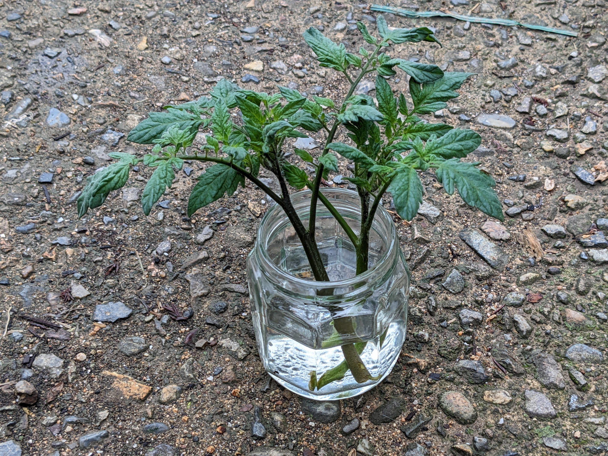 トマトの脇芽を水に浸す