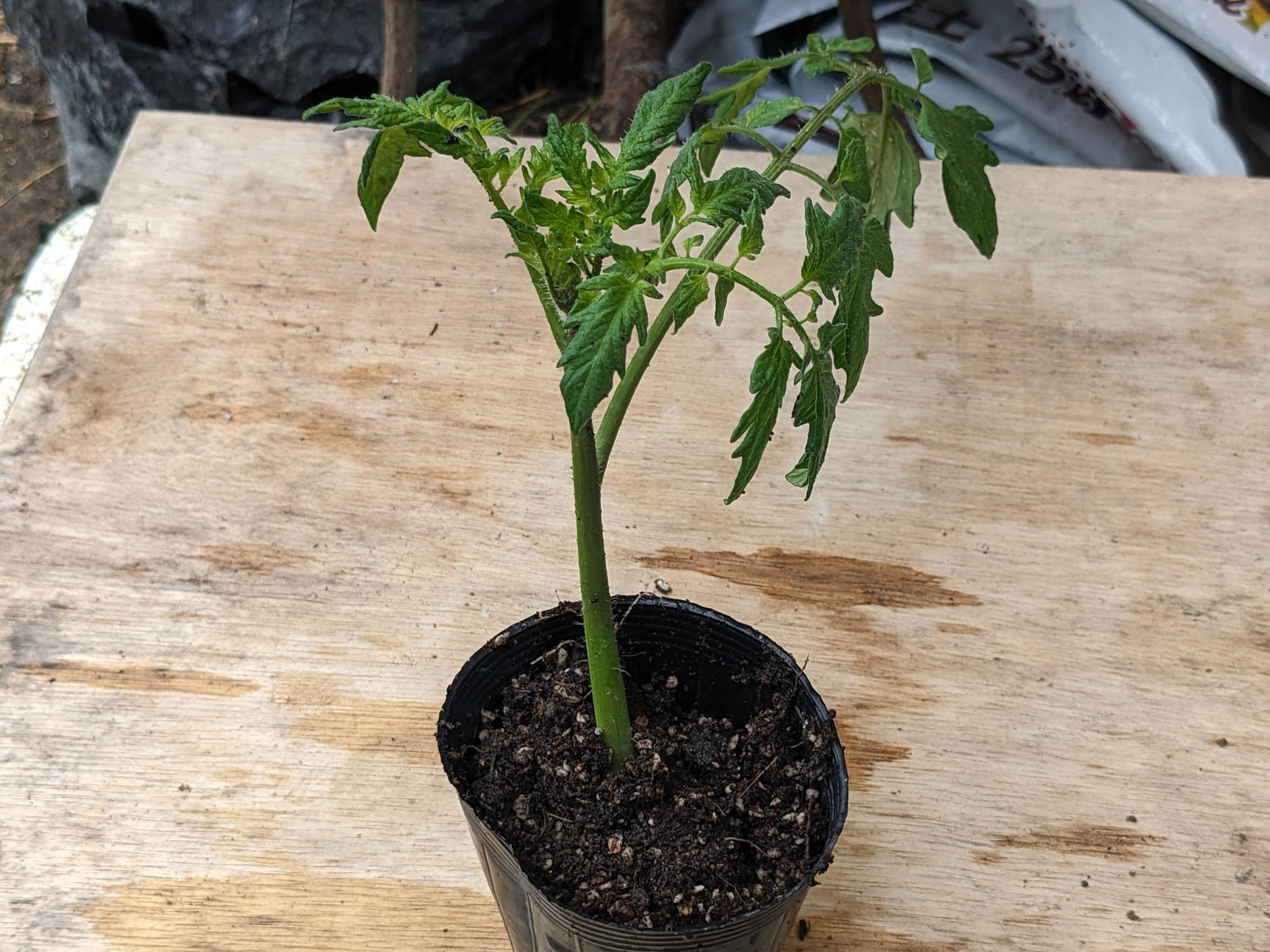 ポットに挿した脇芽