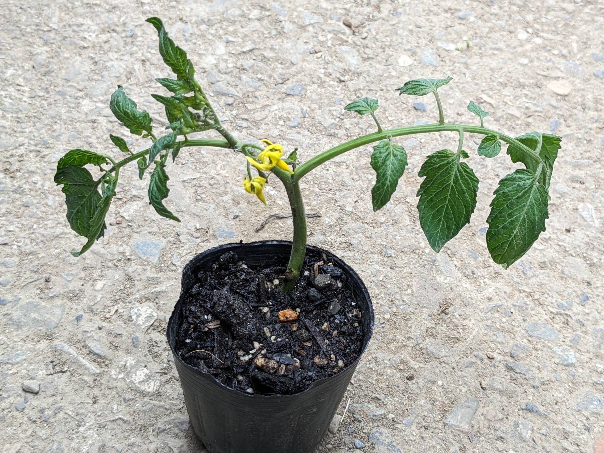 元気になった脇芽