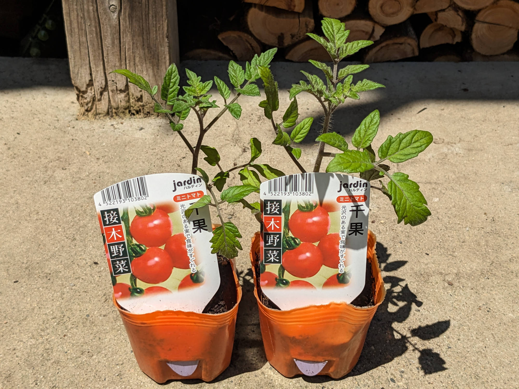 購入した千果の苗