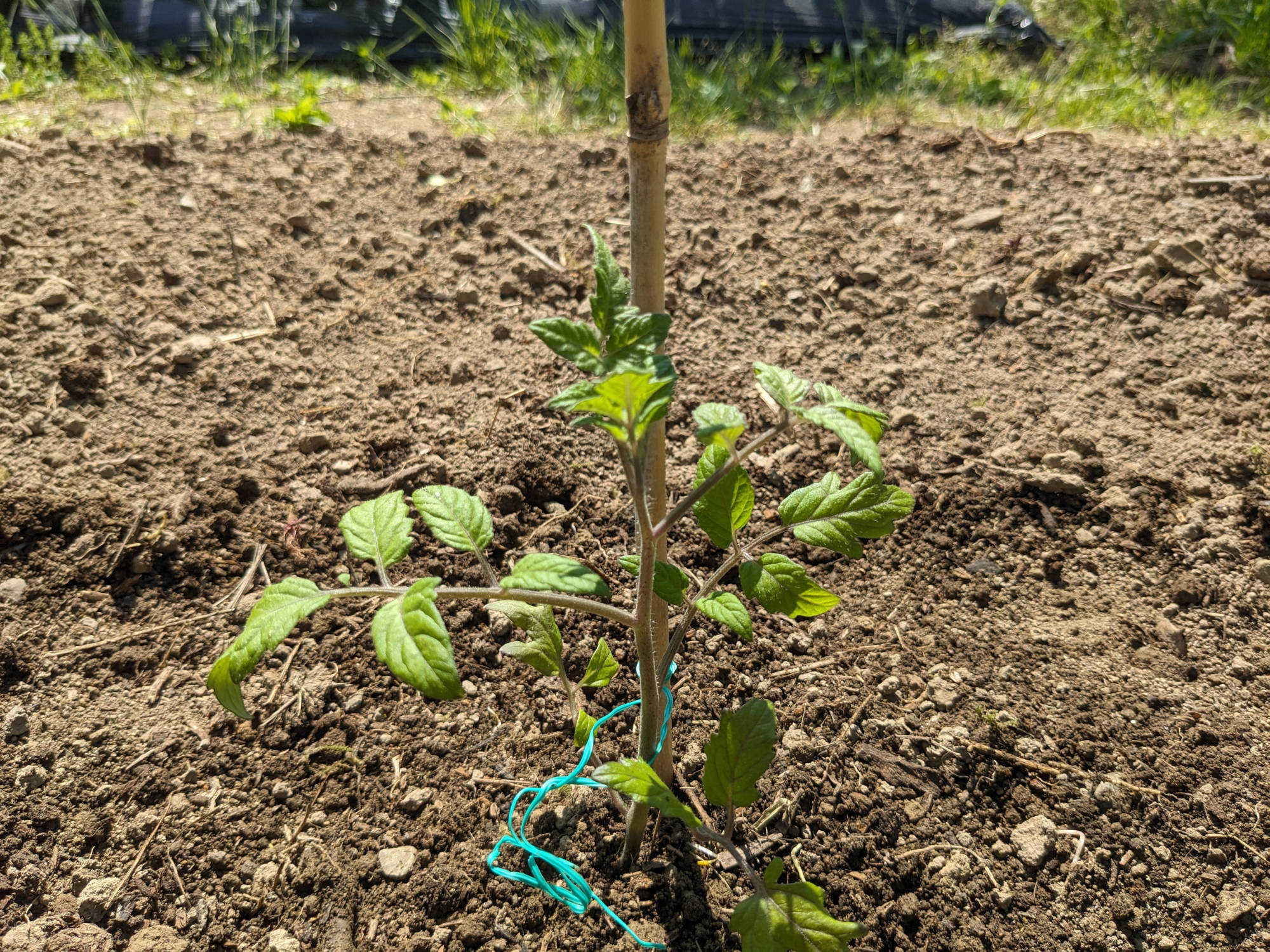 千果の苗を定植