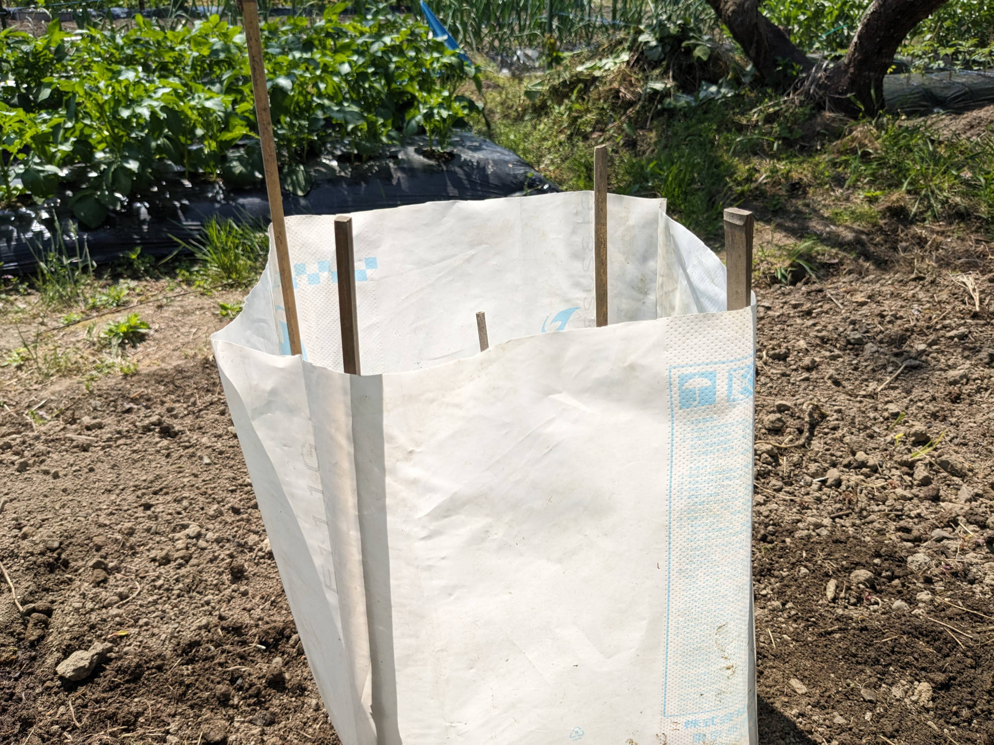 苗に風よけを設定