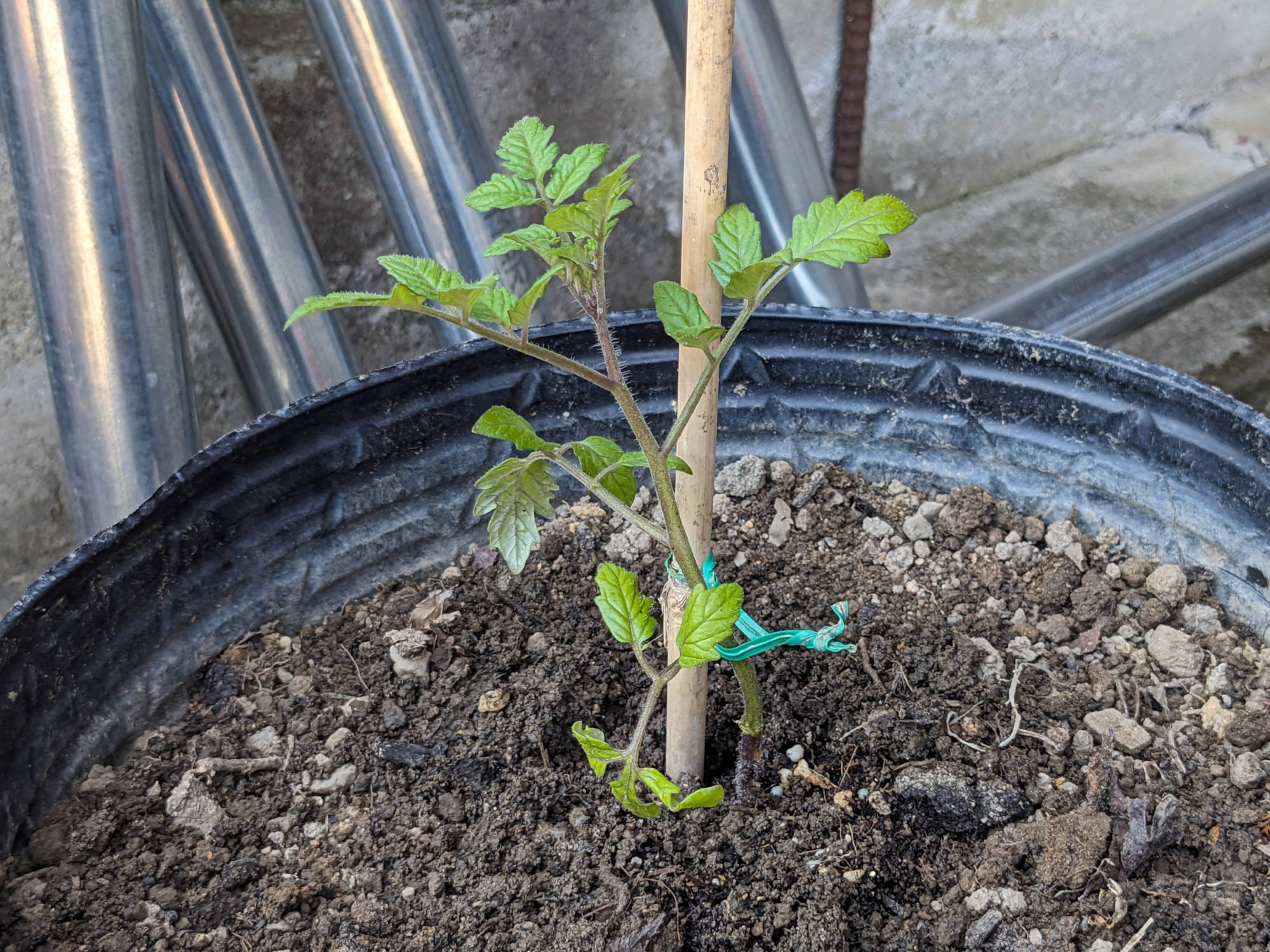 ポットに定植した千果の苗