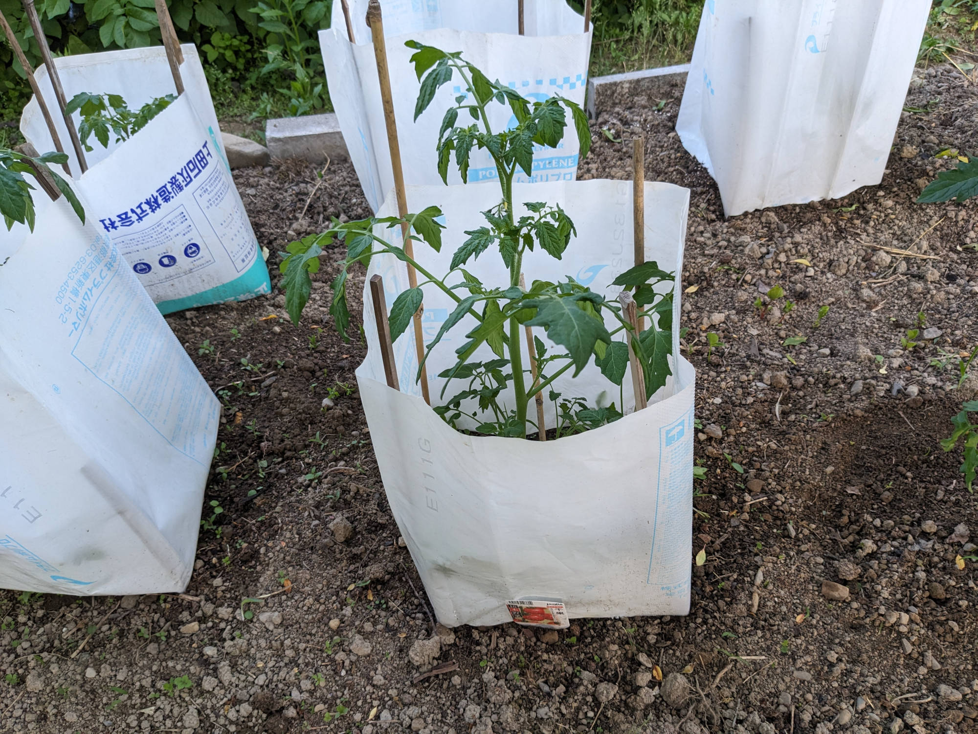 大きく成長した千果