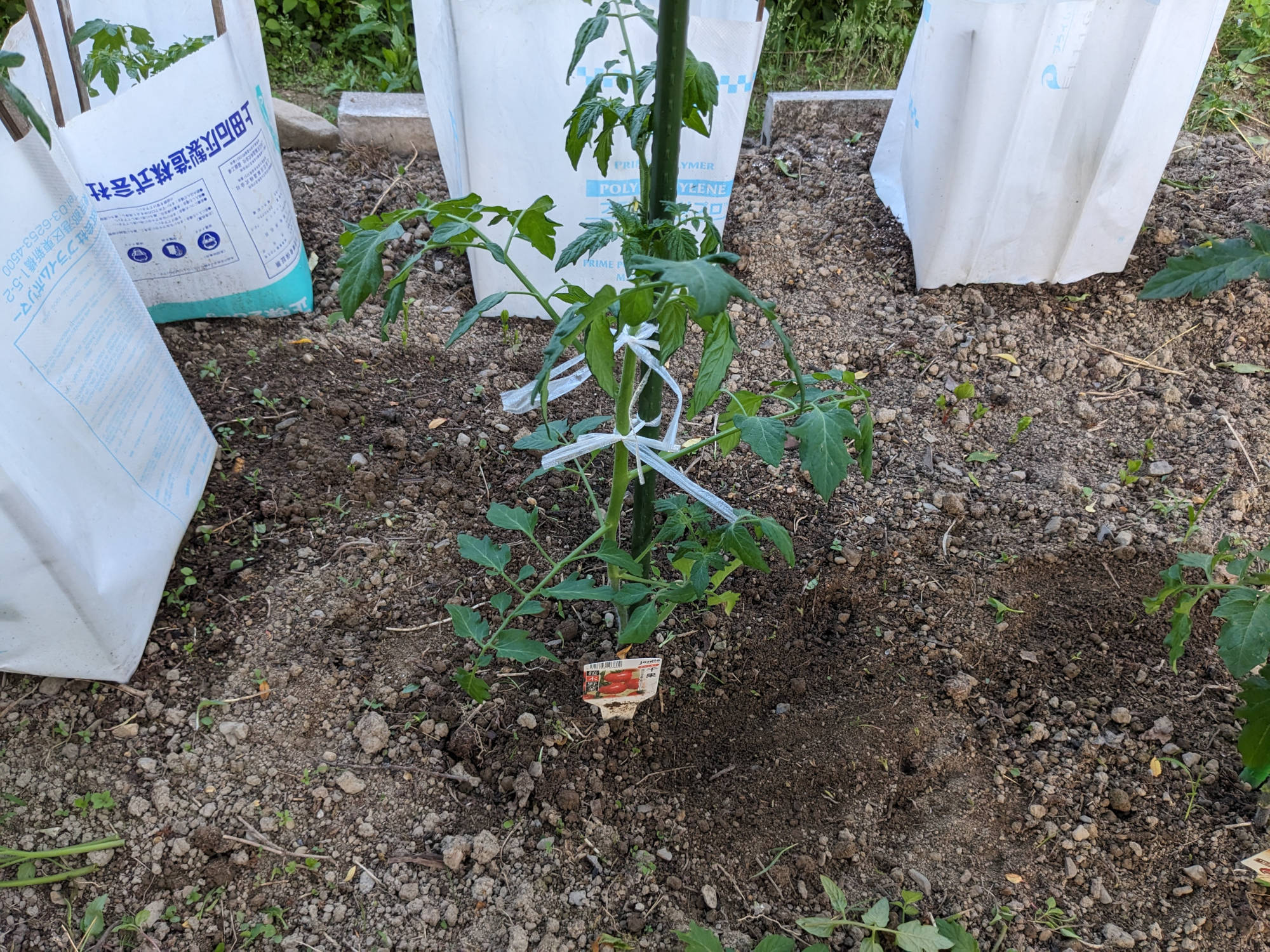 大きく成長した千果