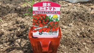 極甘ミニトマト「クリスタルキャンディ」の栽培に挑戦！