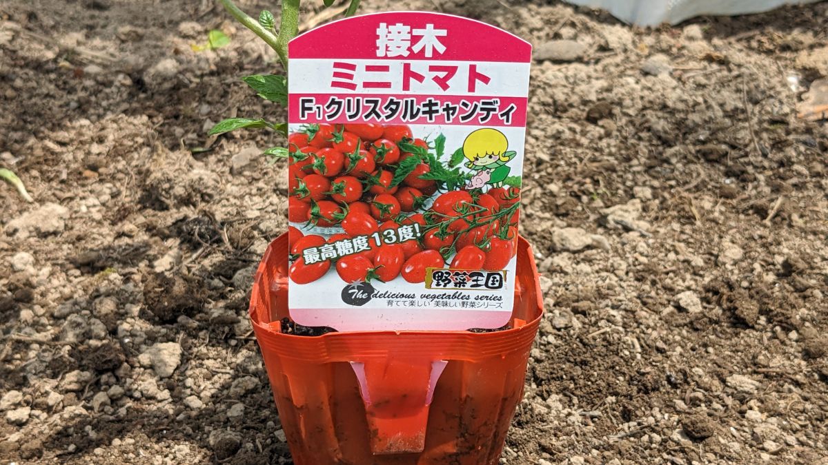 極甘ミニトマト「クリスタルキャンディ」の栽培に挑戦!