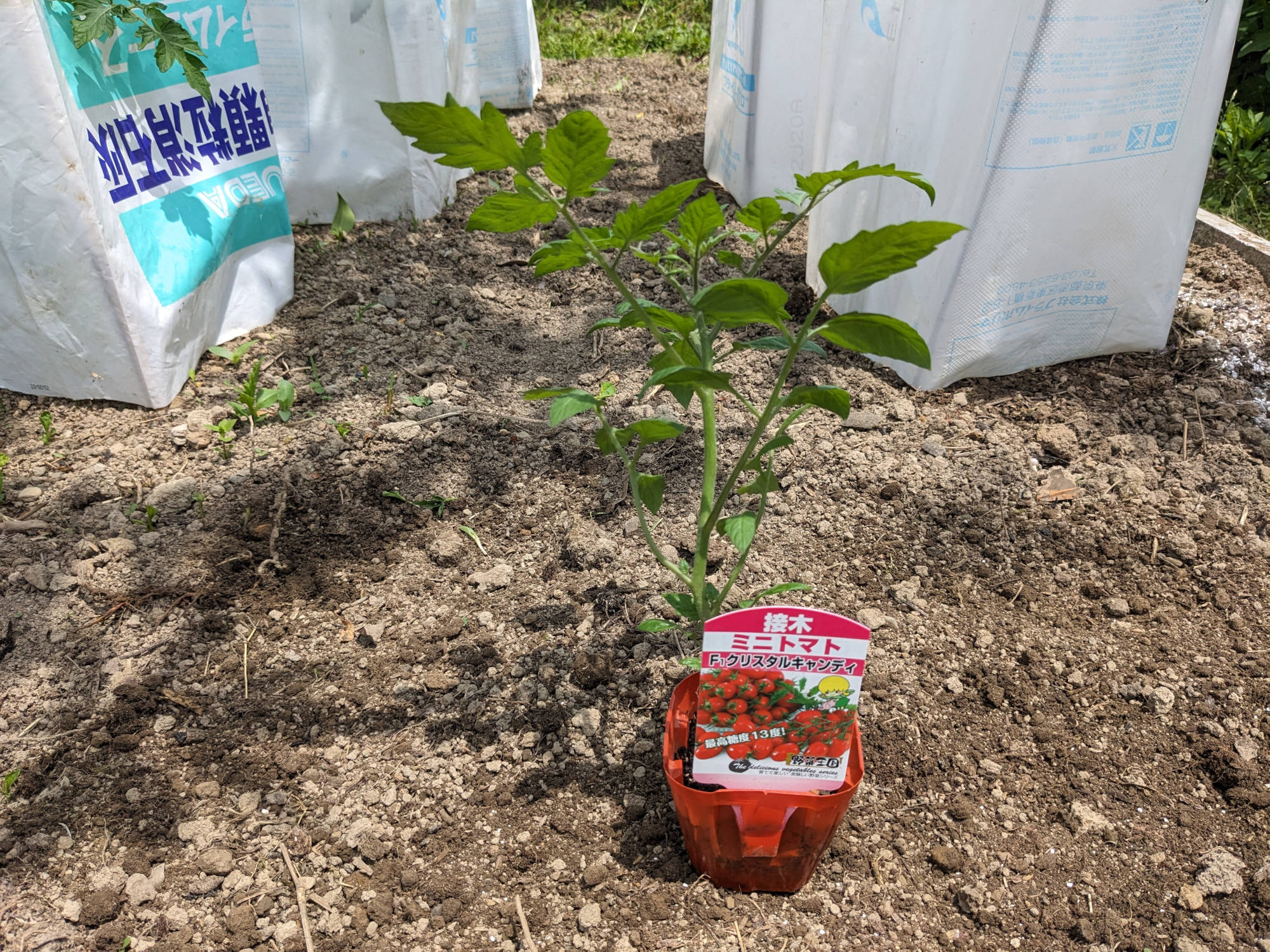 購入したクリスタルキャンディ