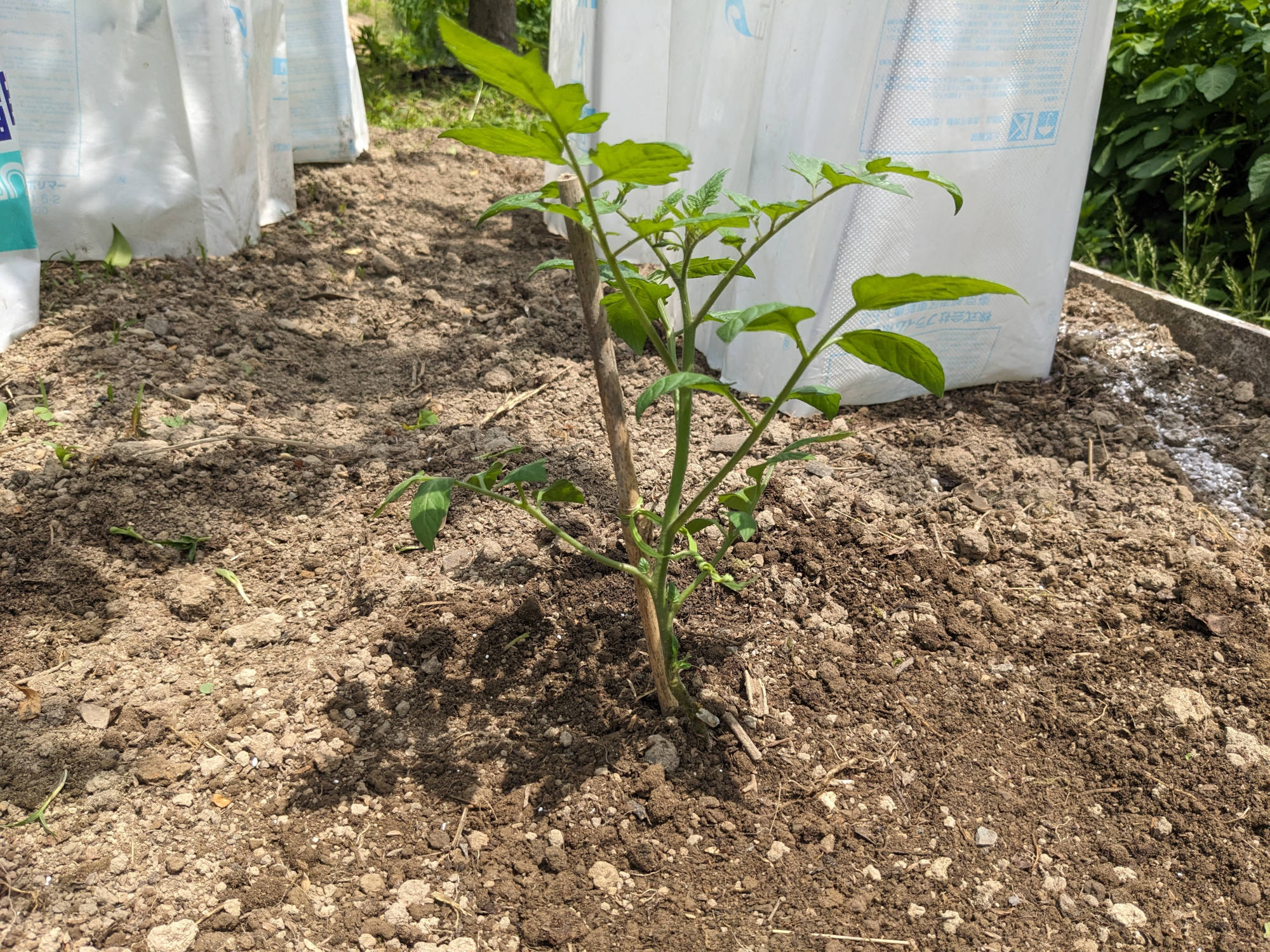 定植したクリスタルキャンディ