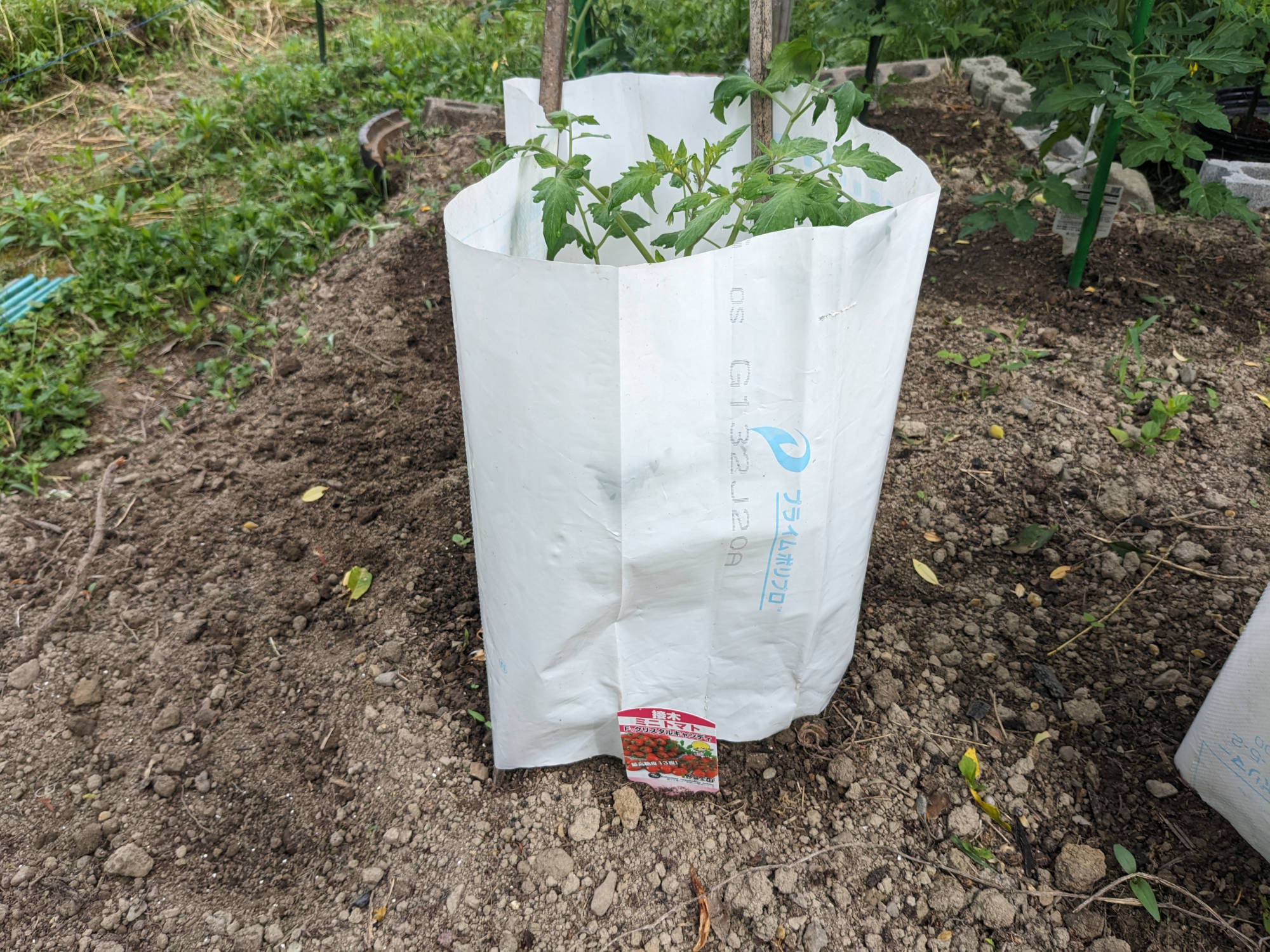 成長したクリスタルキャンディ