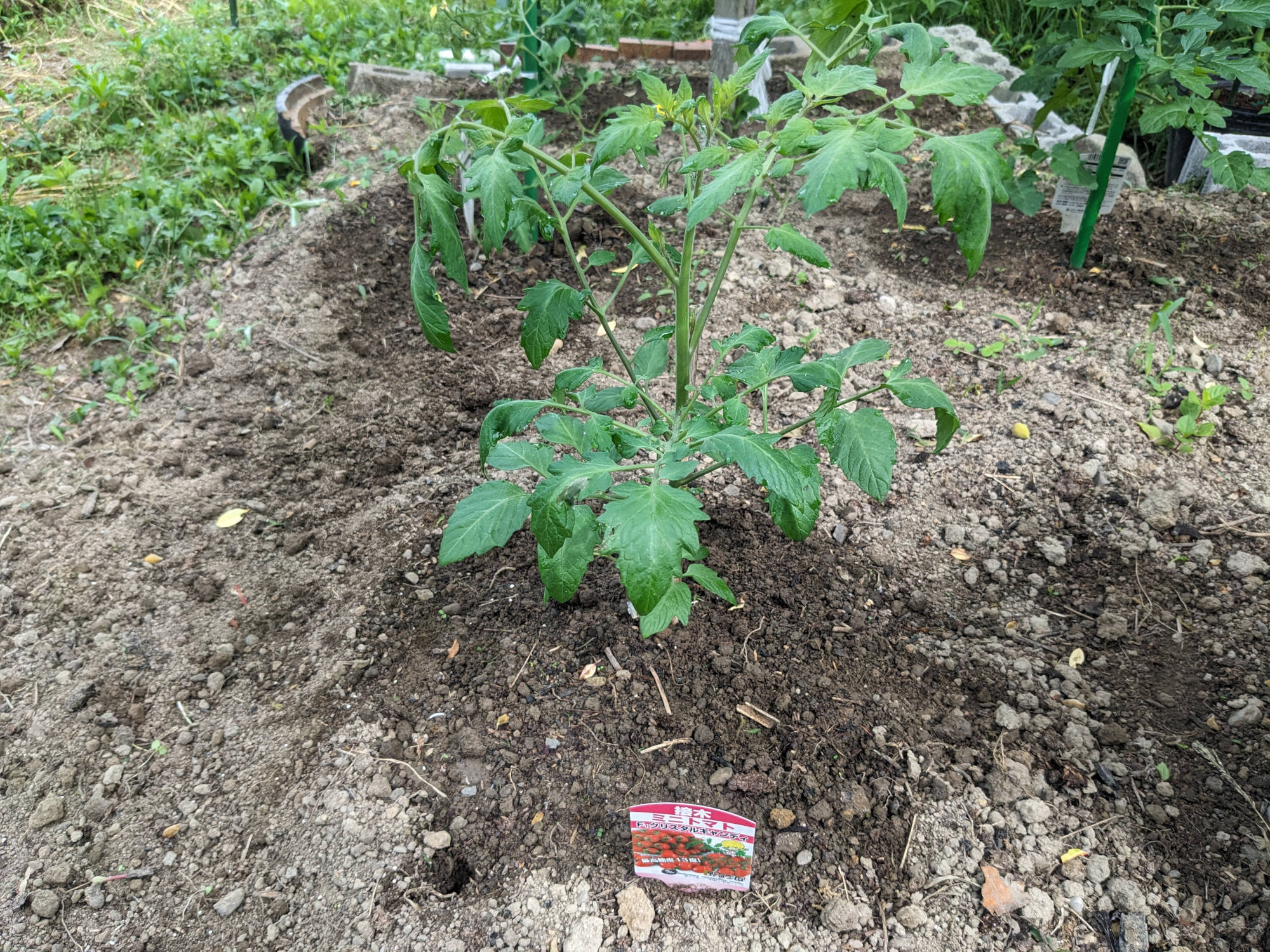 成長したクリスタルキャンディ