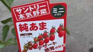 プラム型ミニトマト「純あま」を育ててみることに！