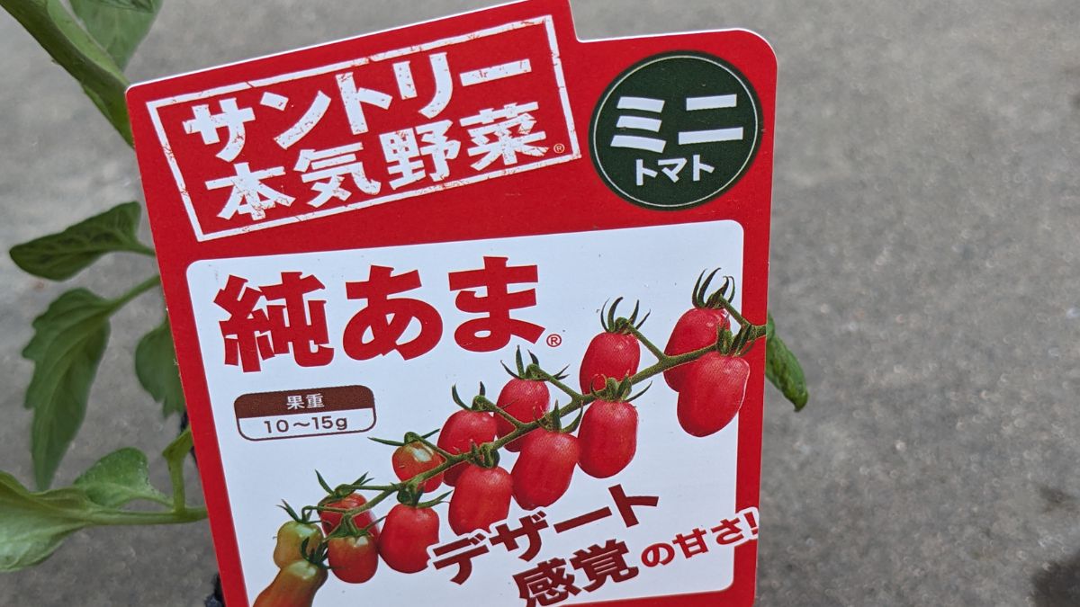 プラム型ミニトマト「純あま」を育ててみることに!