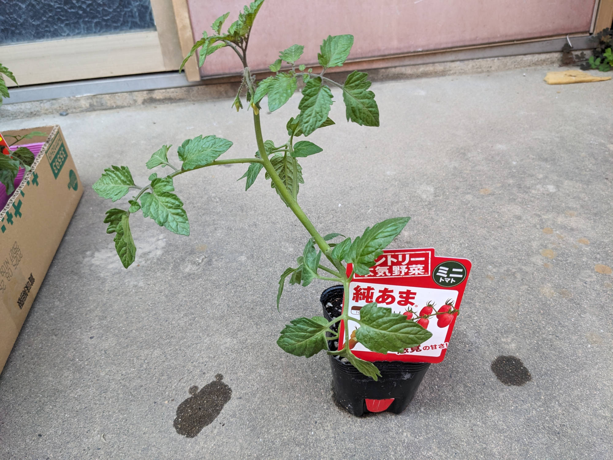 購入した純あまの苗