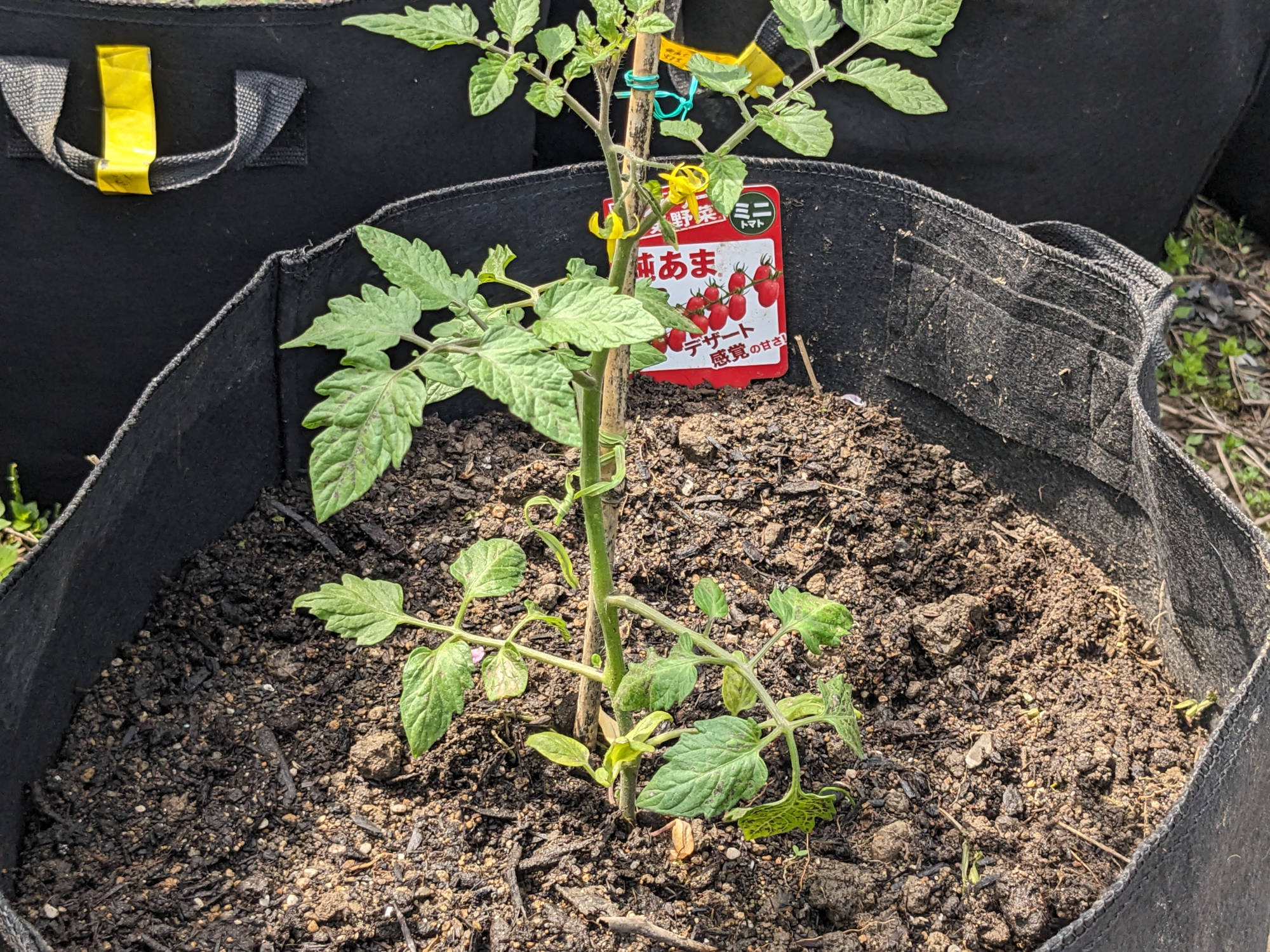 定植した「純あま」