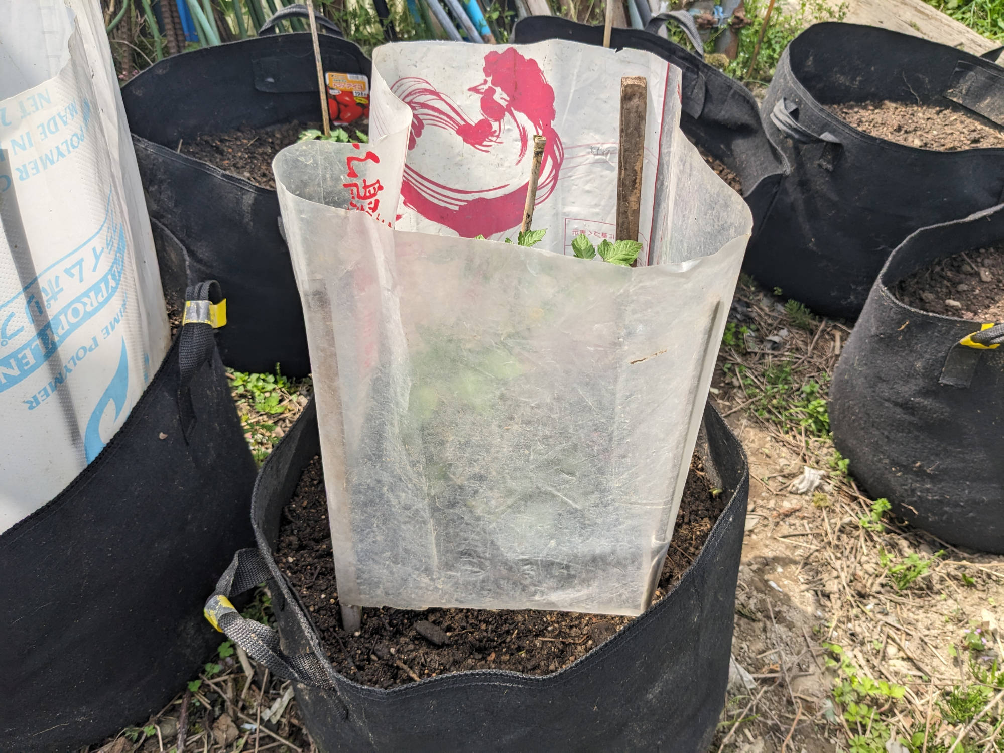 定植した「純あま」に風よけを設定