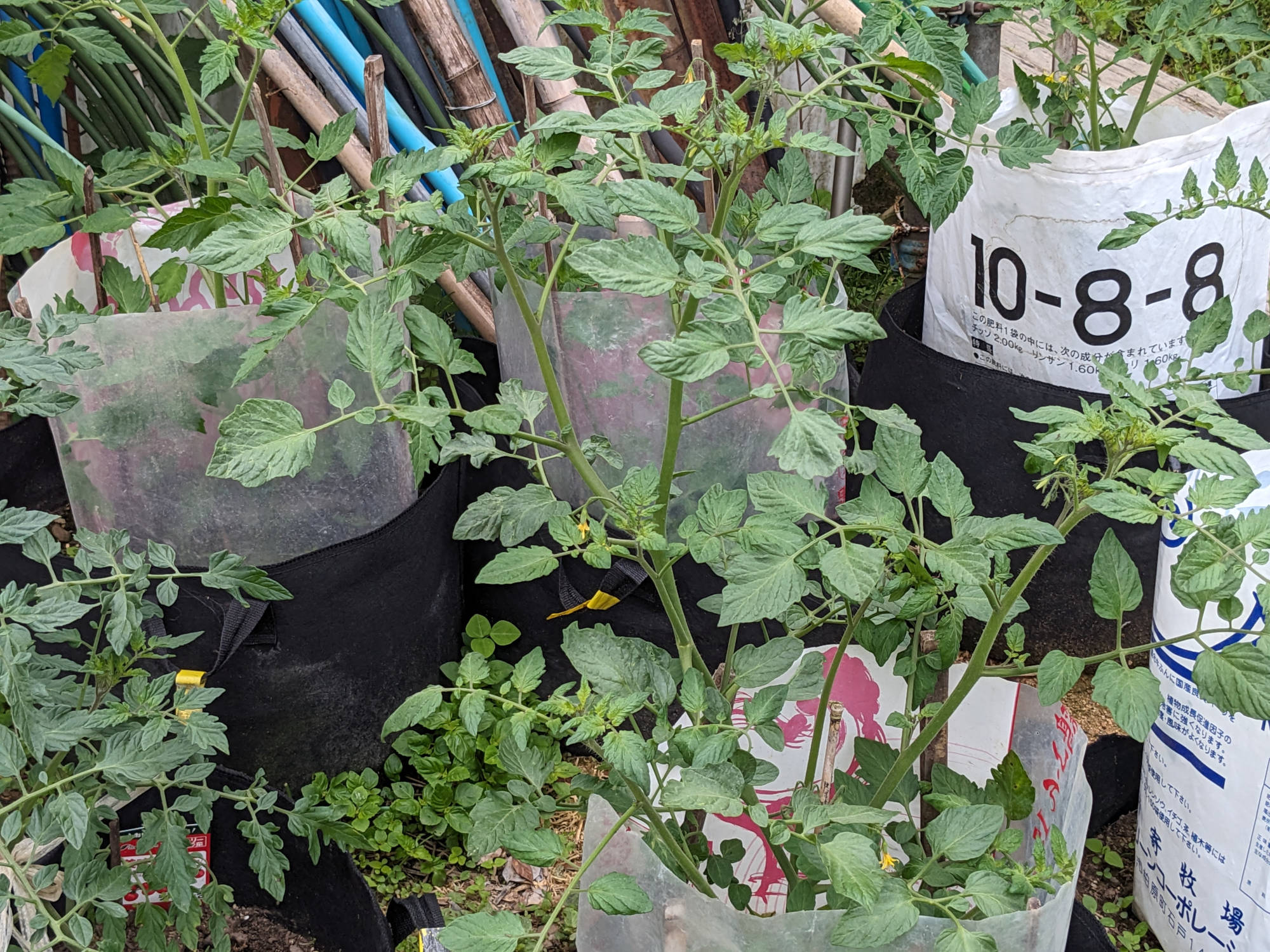 大きく成長した「純あま」