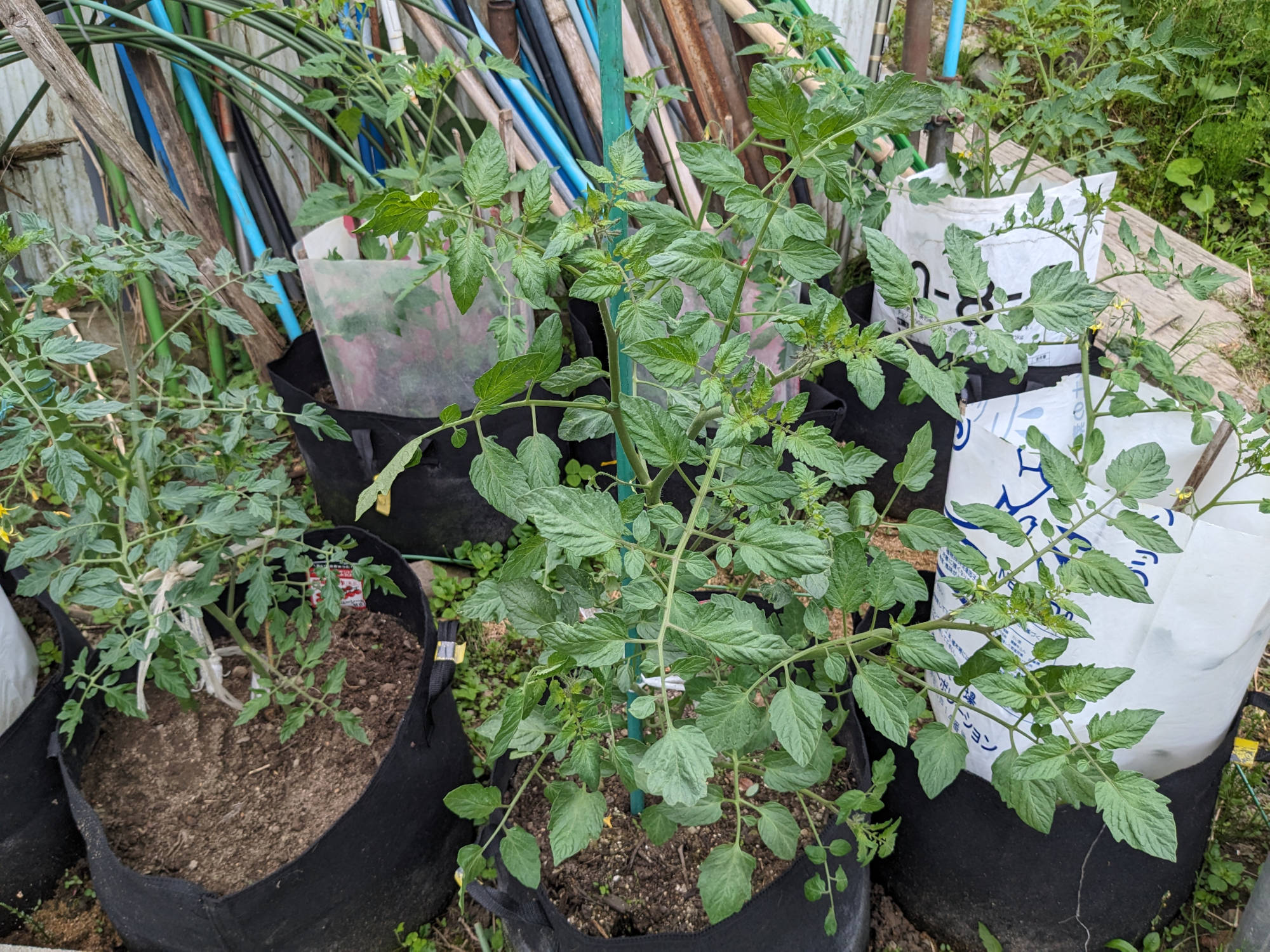 大きく成長した「純あま」