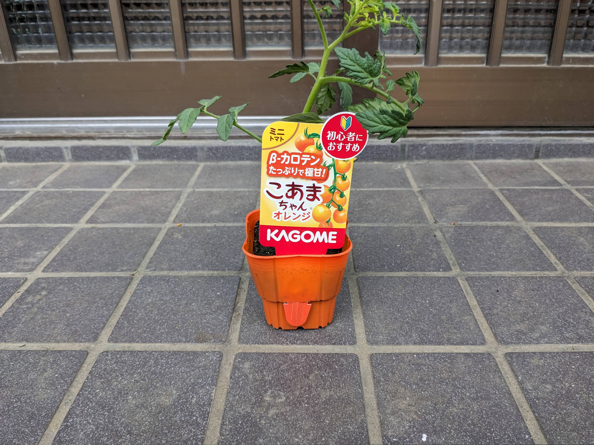 こあまちゃん(R)オレンジ