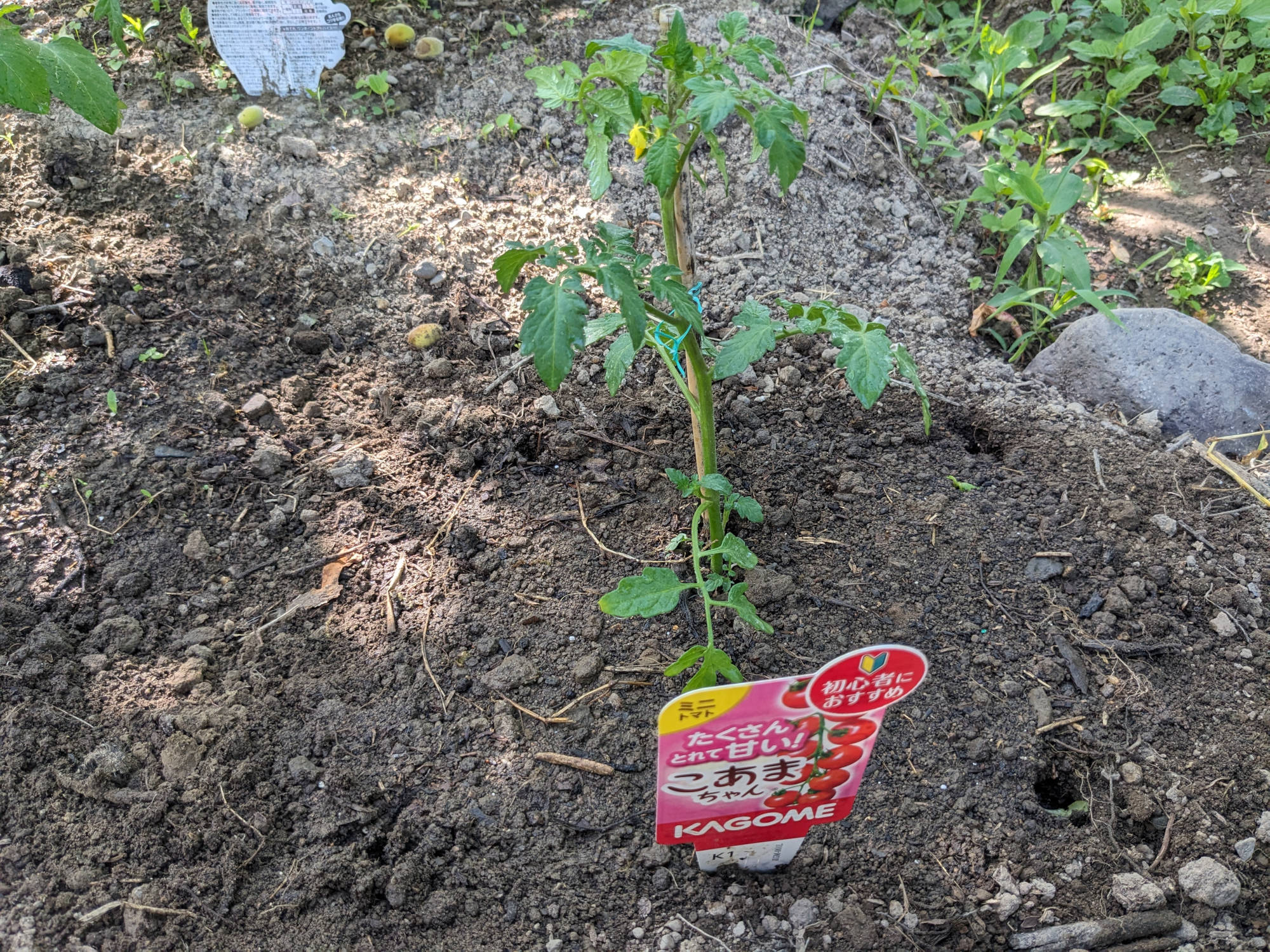 畑に定植したこあまちゃん