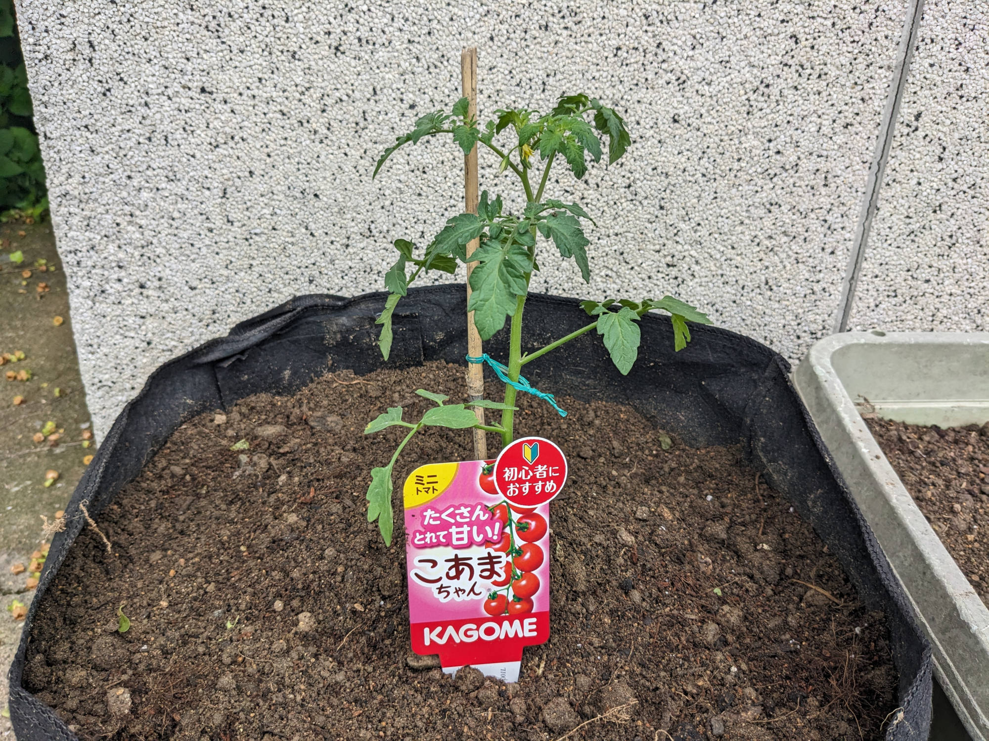 プランターに定植したこあまちゃん