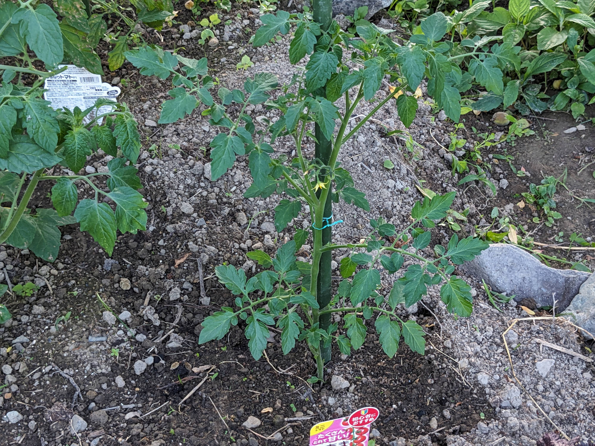 畑に定植したこあまちゃん