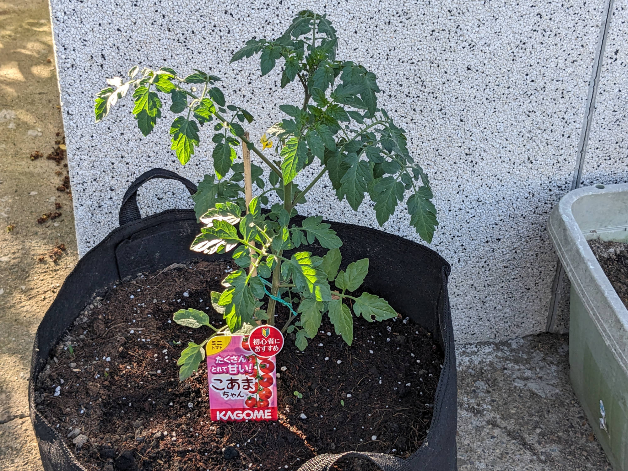 プランターに定植したこあまちゃん