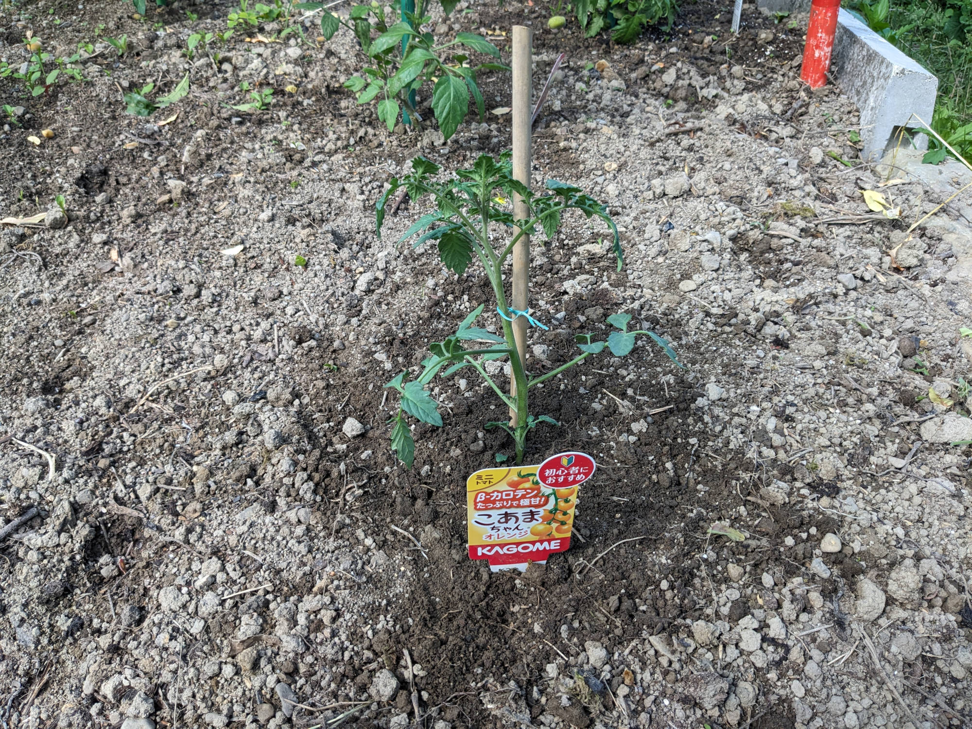 畑に定植したこあまちゃん(R)オレンジ